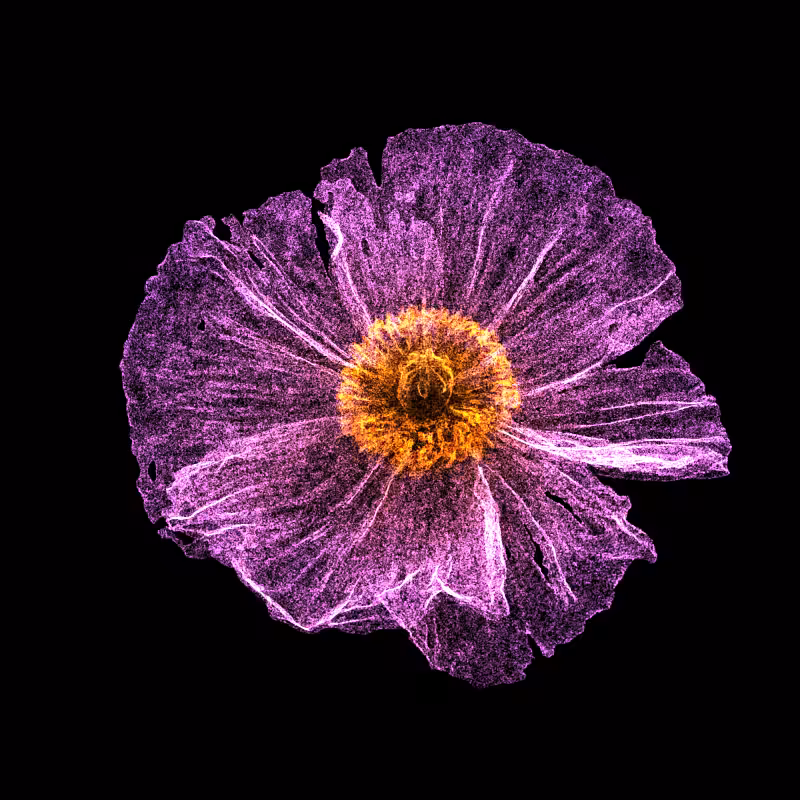 White Poppy 30 #89