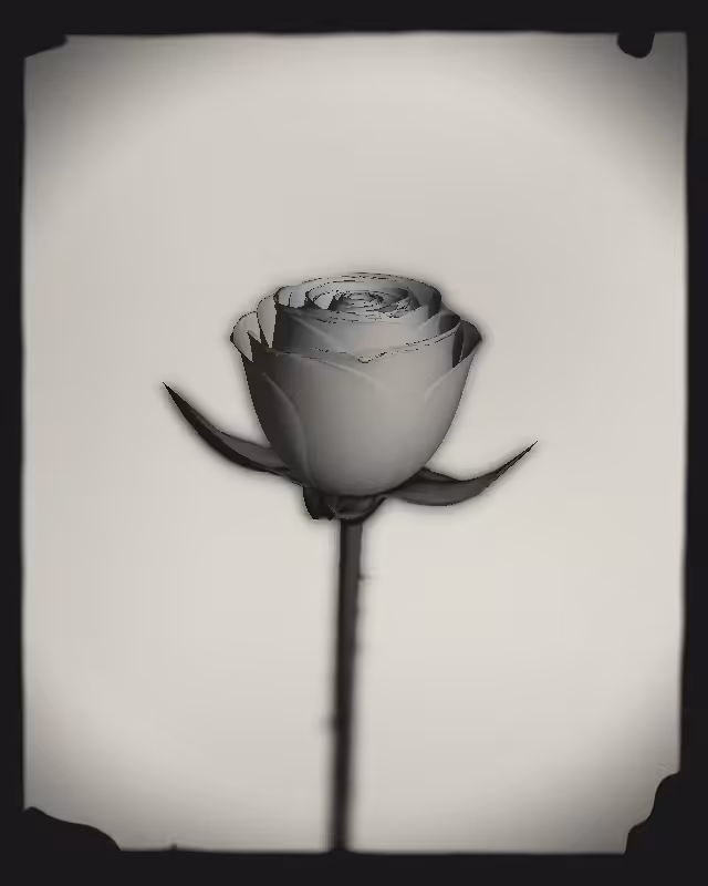 Rose 1851 #24