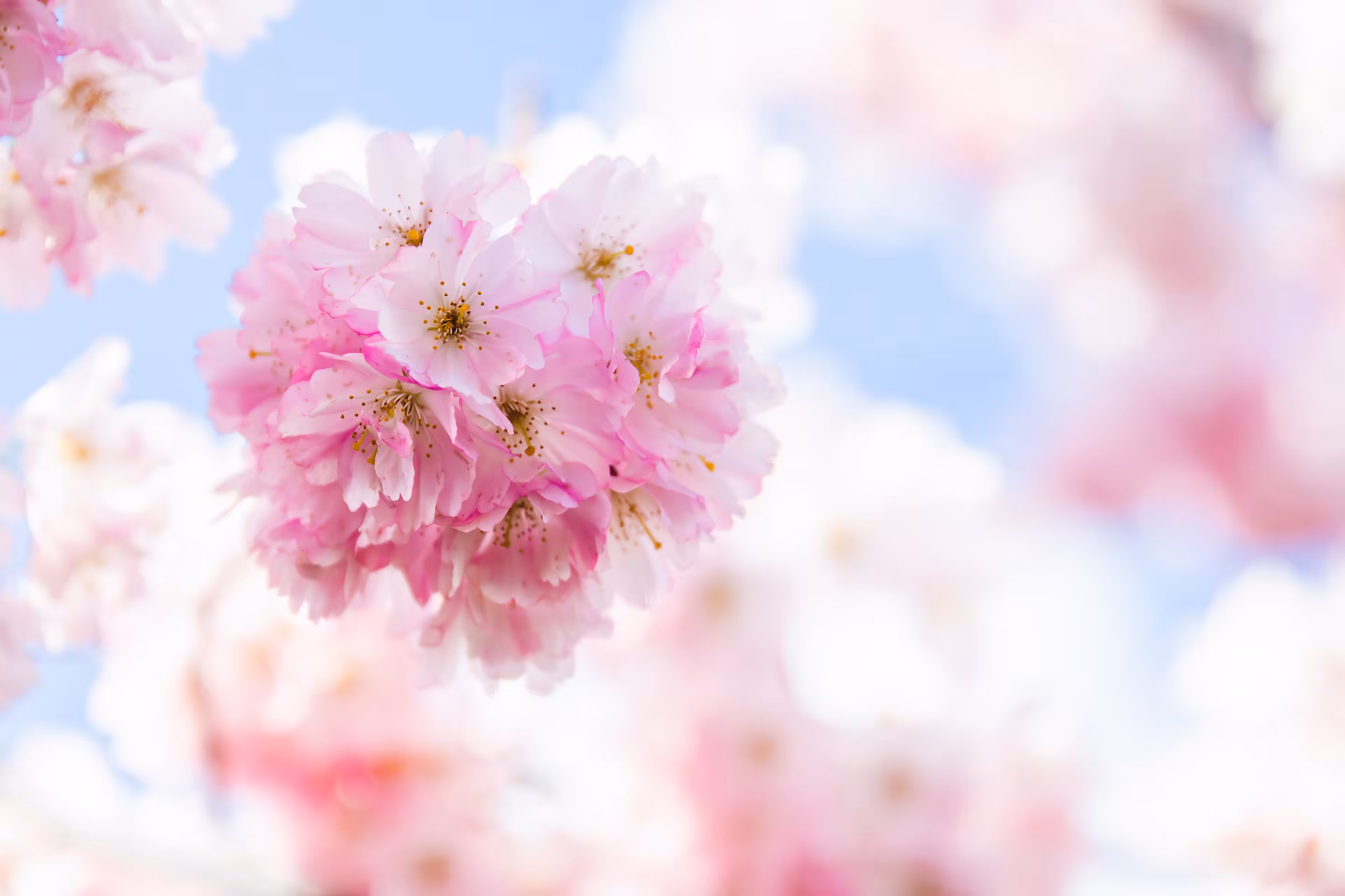 Sakura Splendour