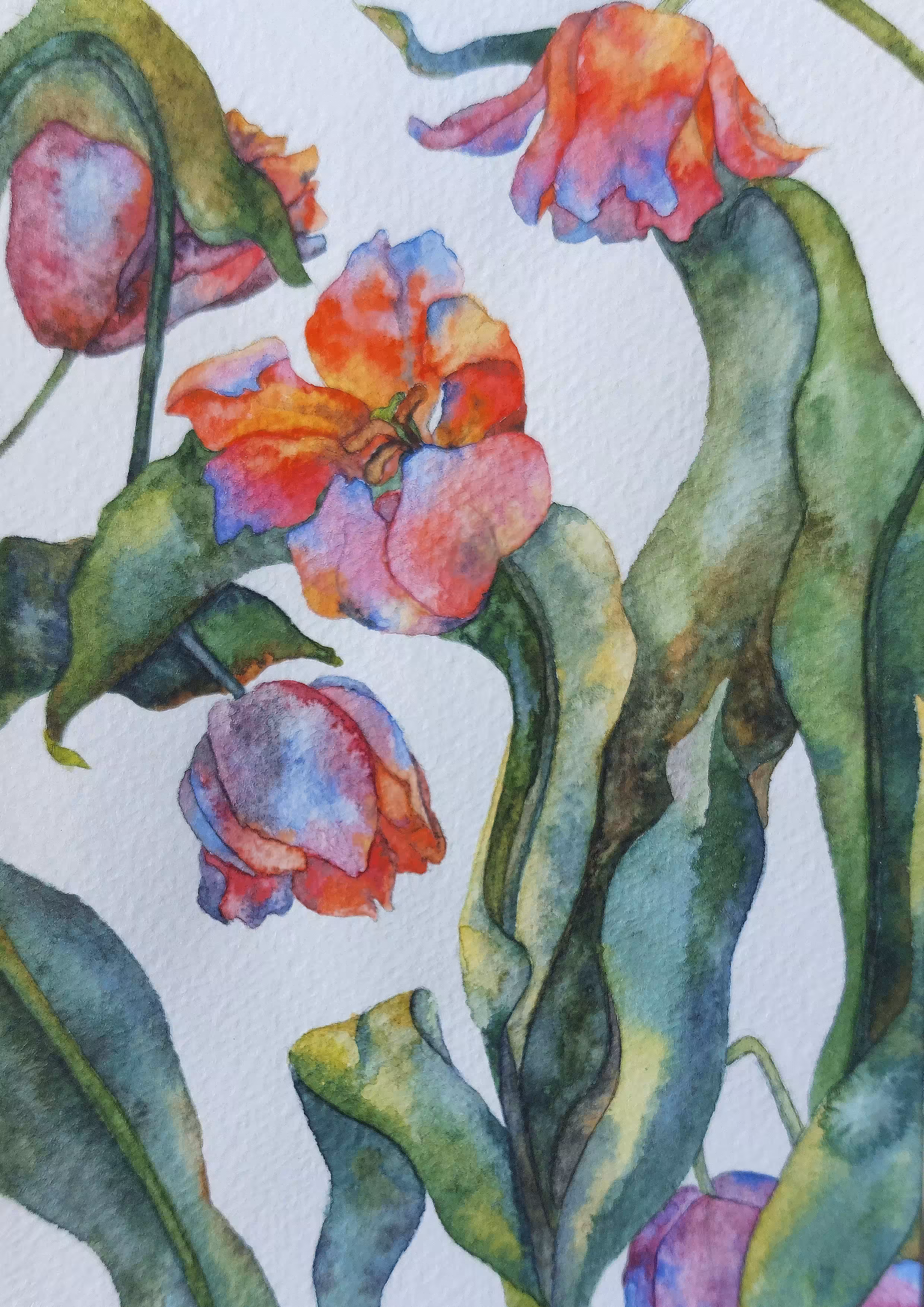 bouquet of tulips