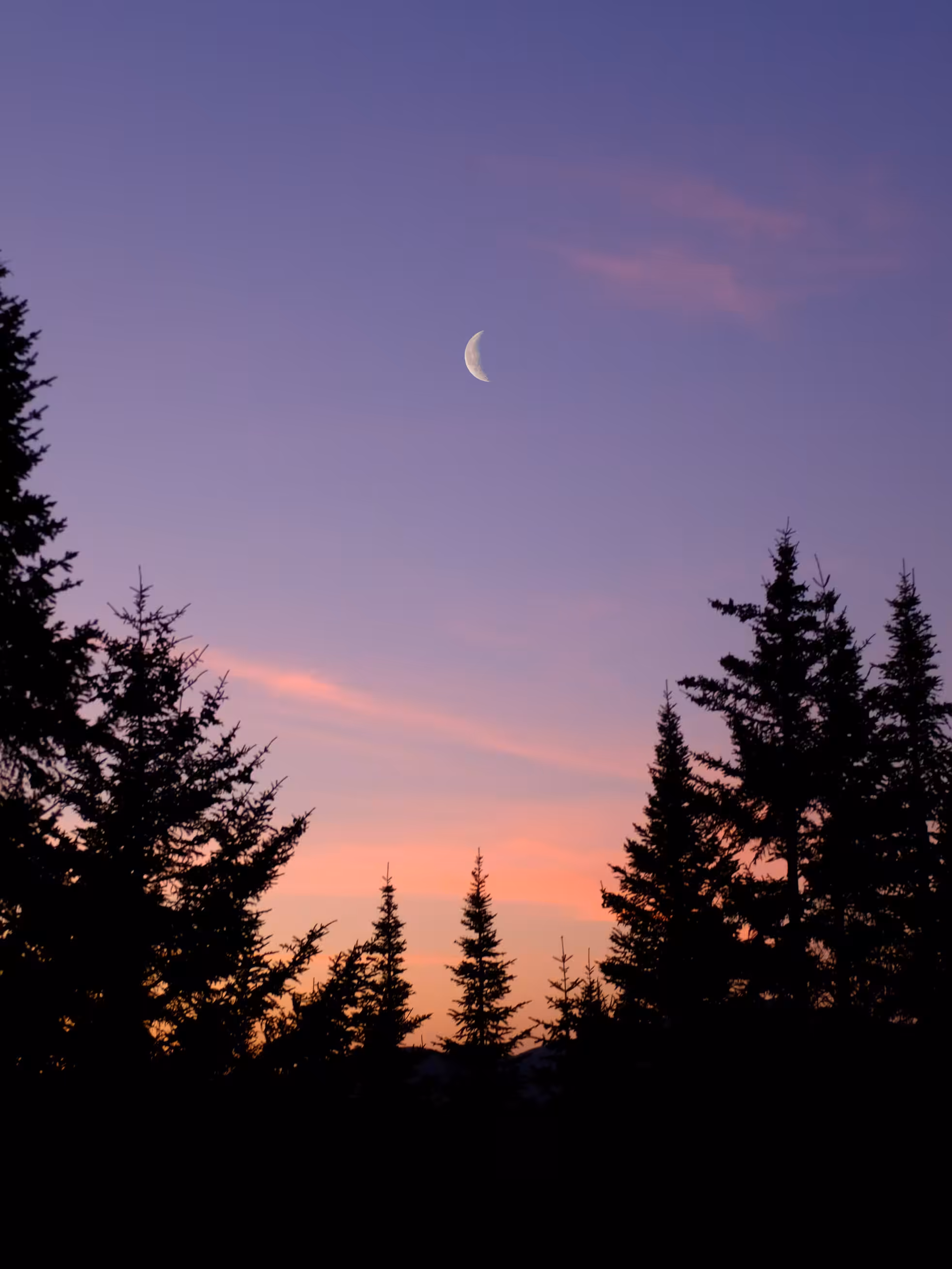 to be between the pines.