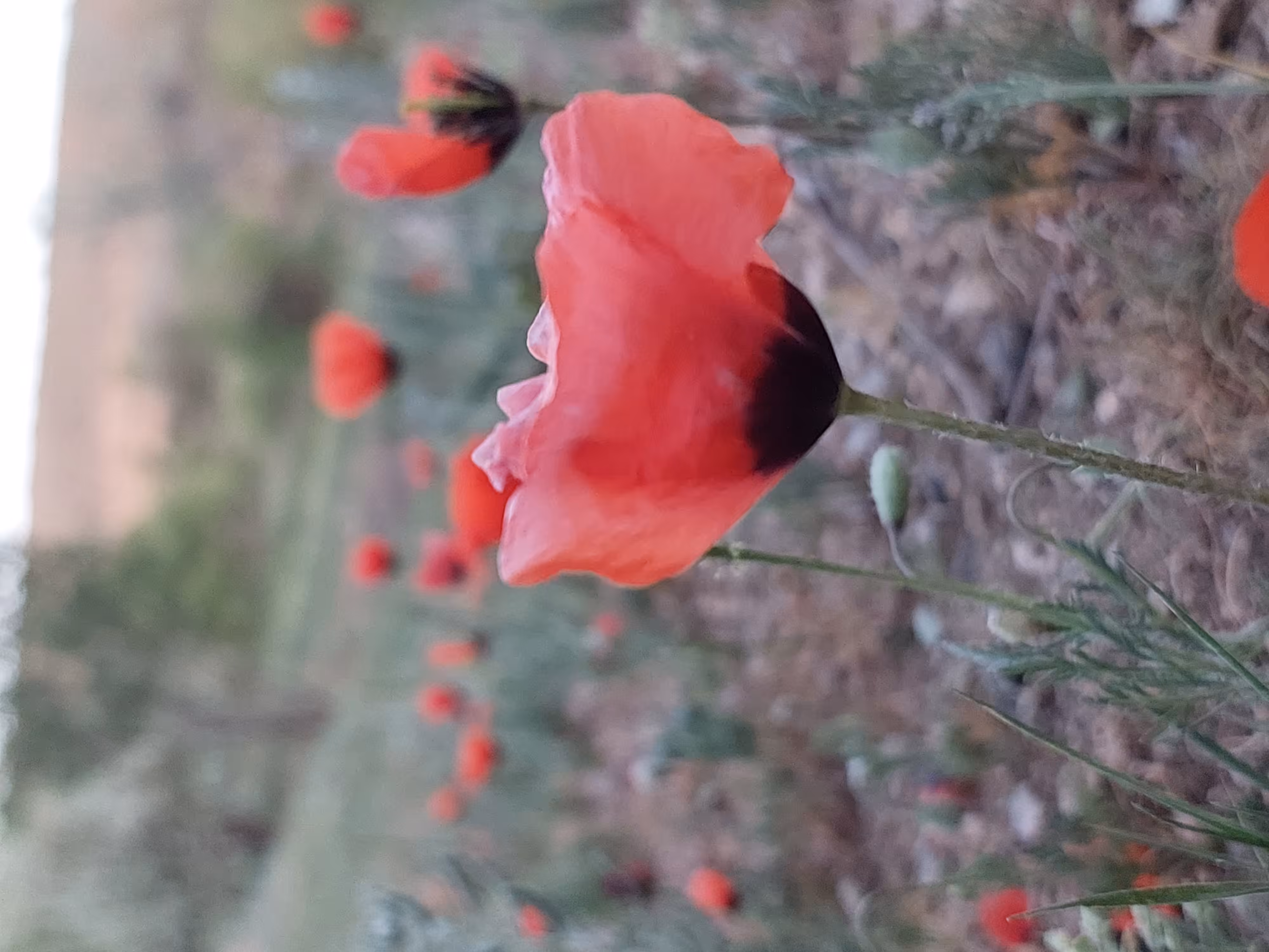 🌷I am not a photographer🌷: Flower of hope
