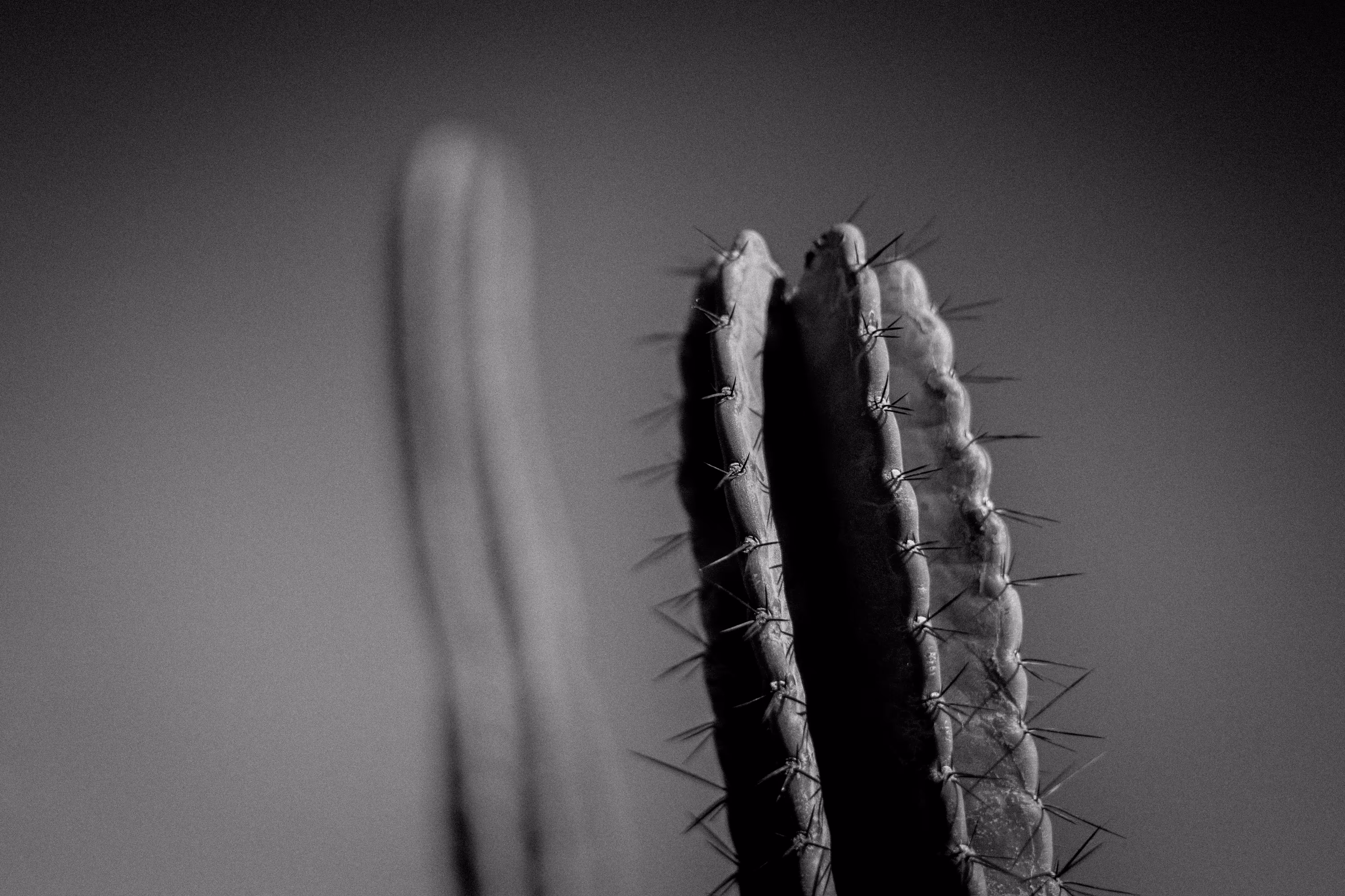 cactus noire 01