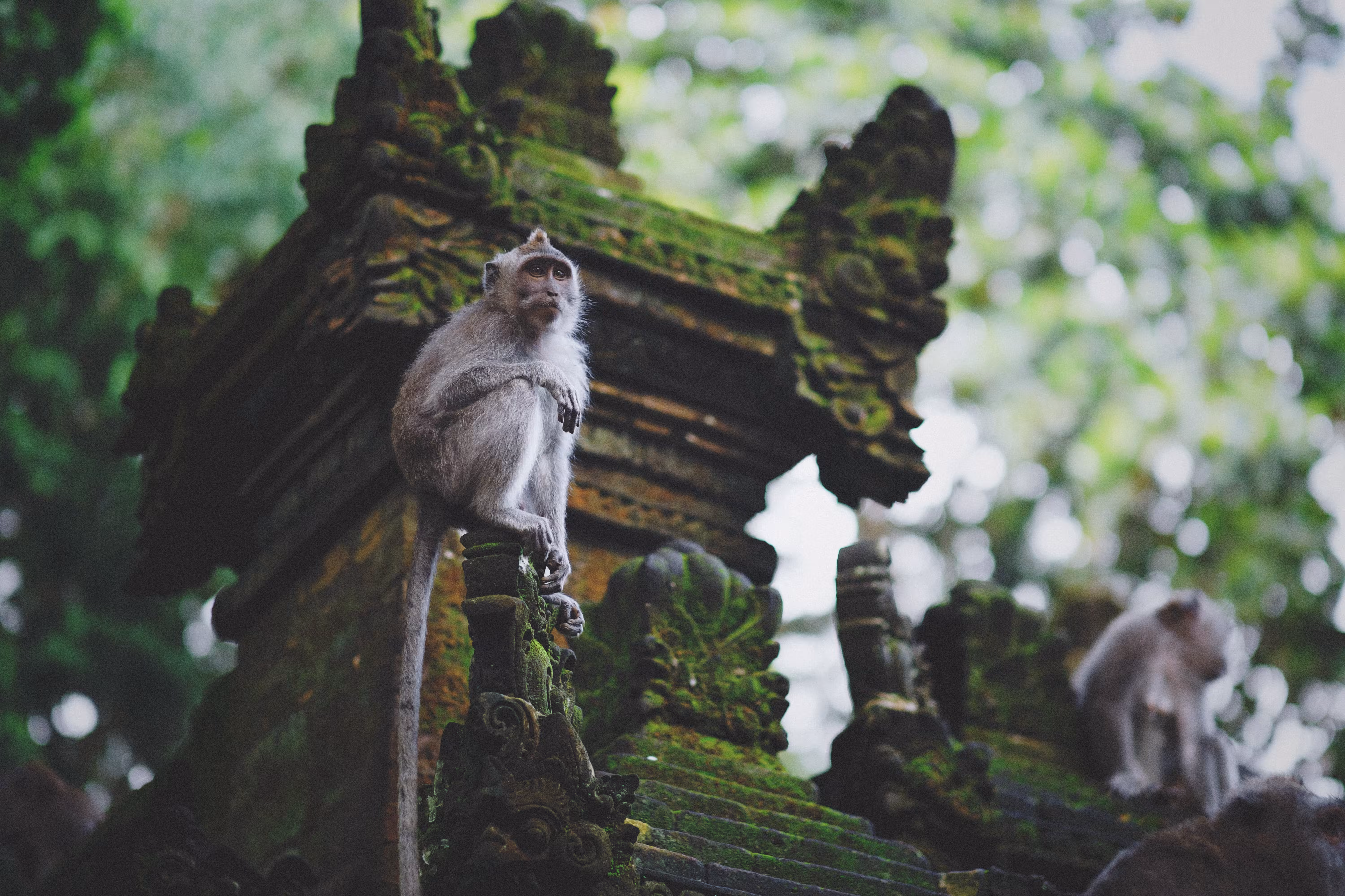 Guardian of the Temple