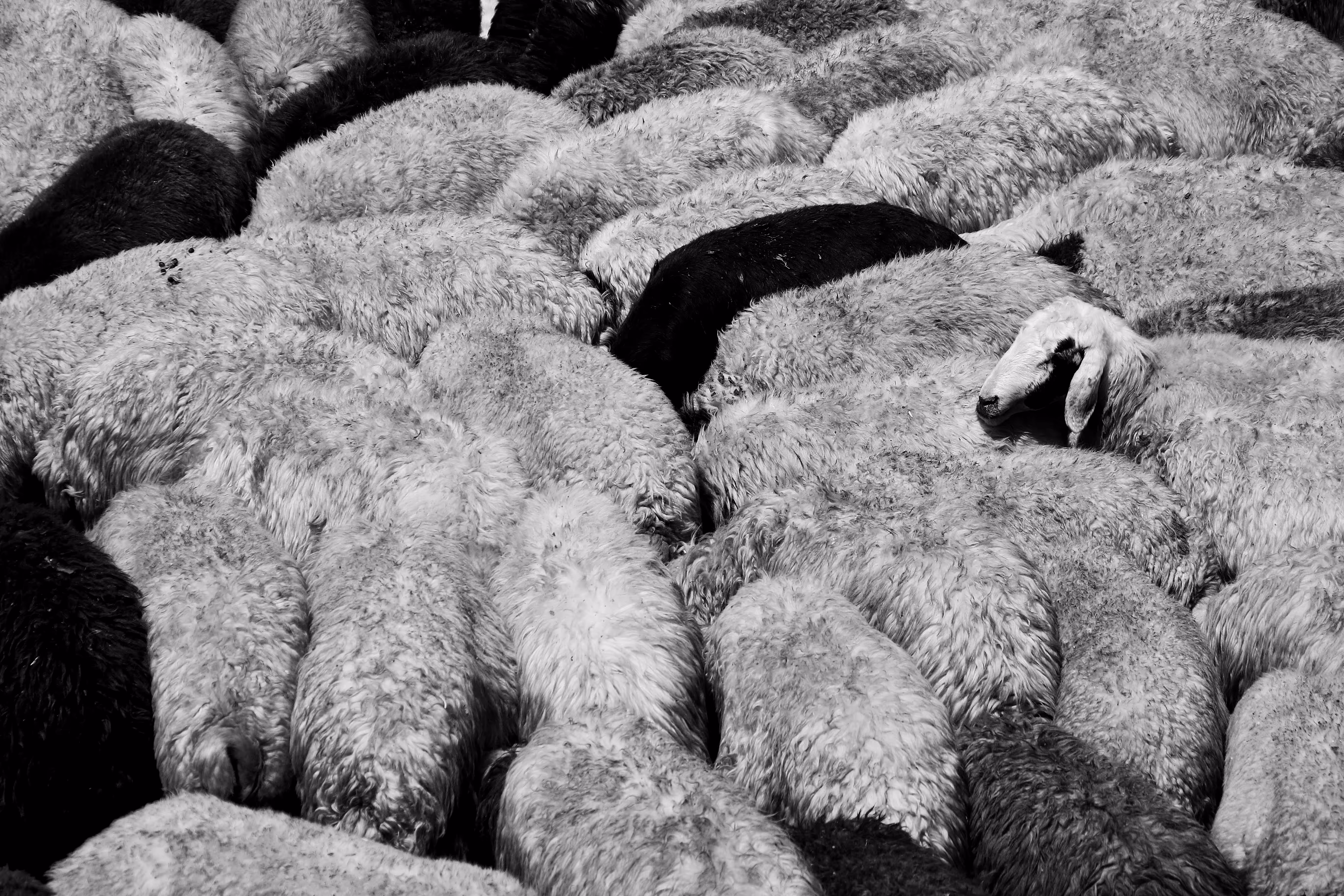 sleeping sheep