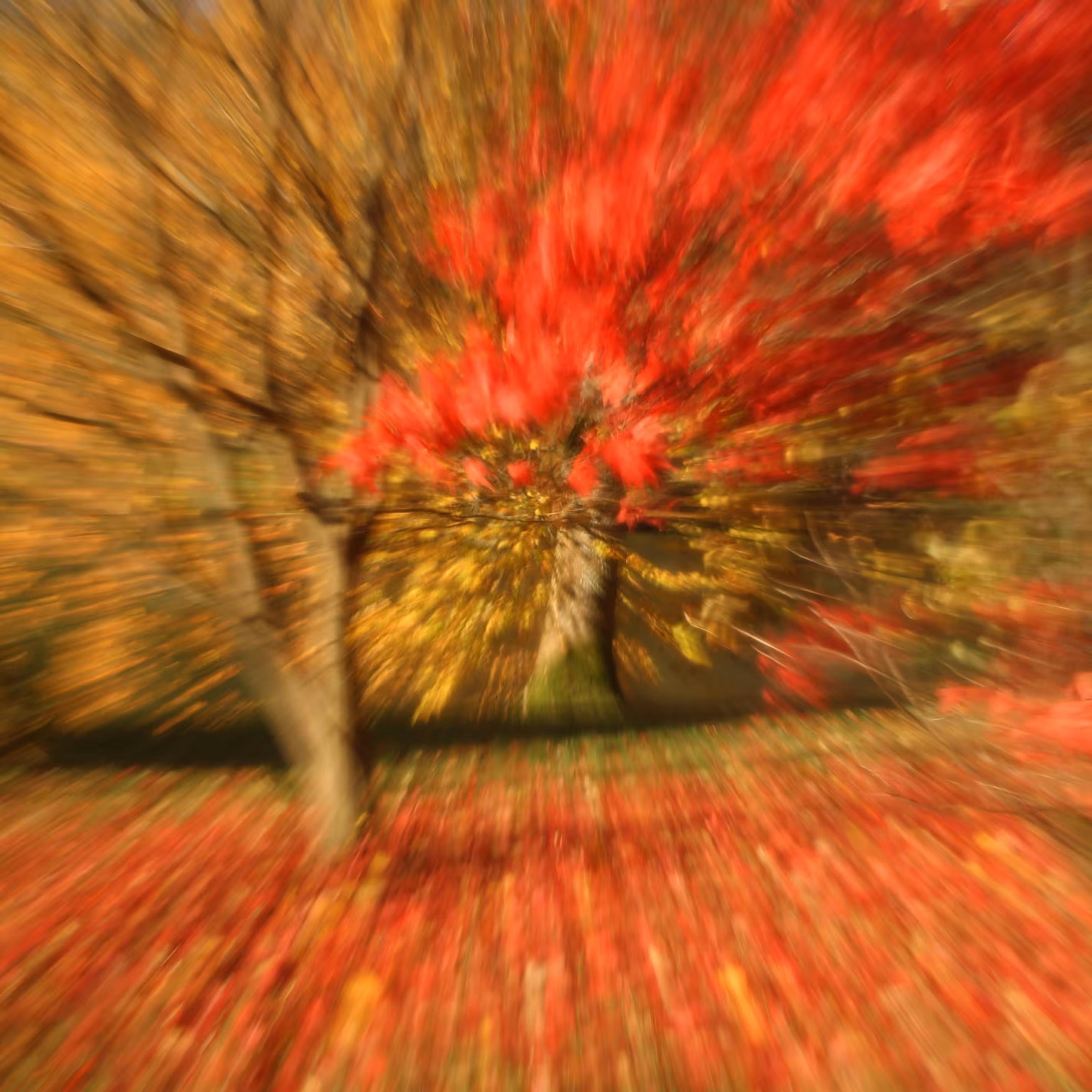 Maple #3/5