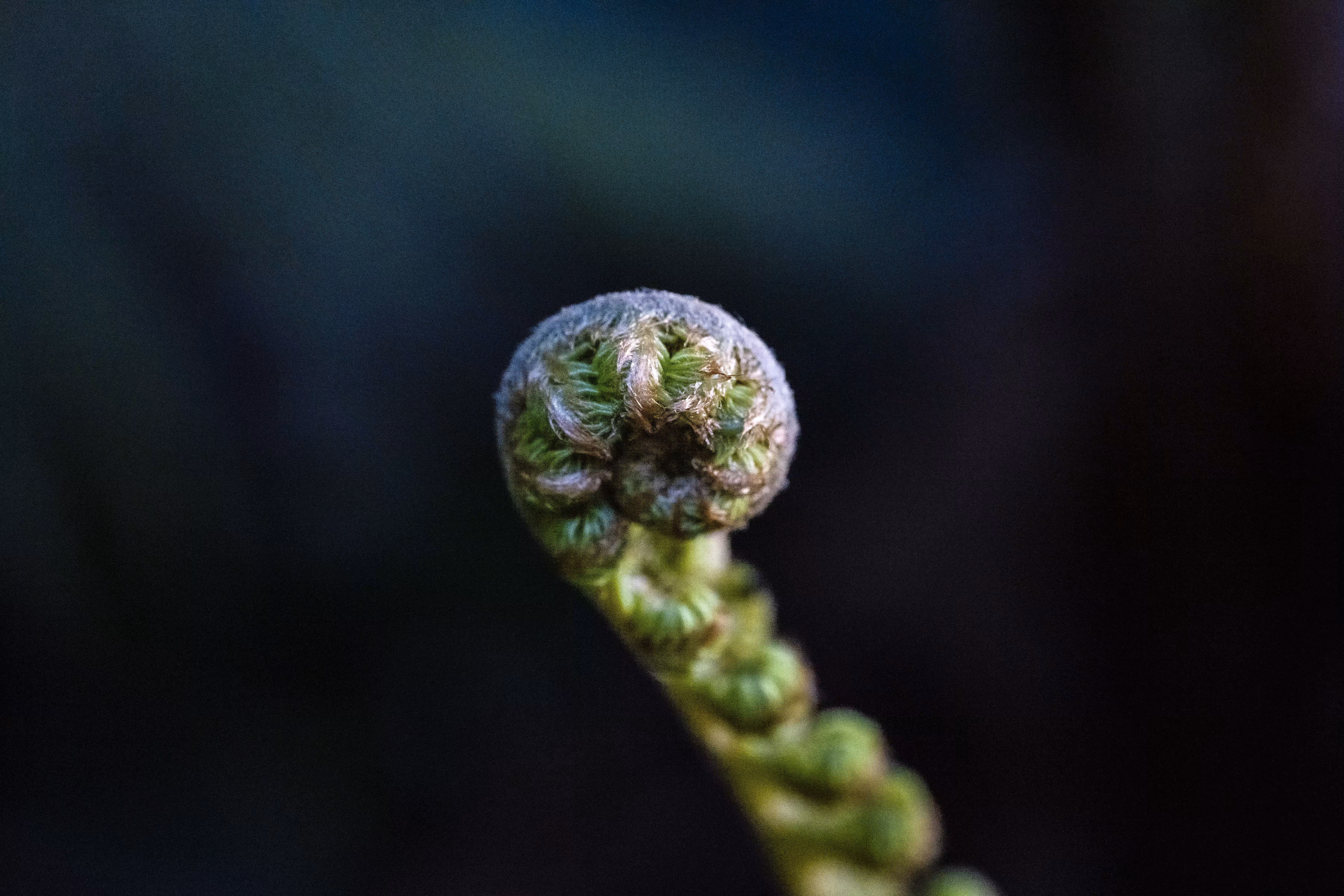 Tropical Alien 