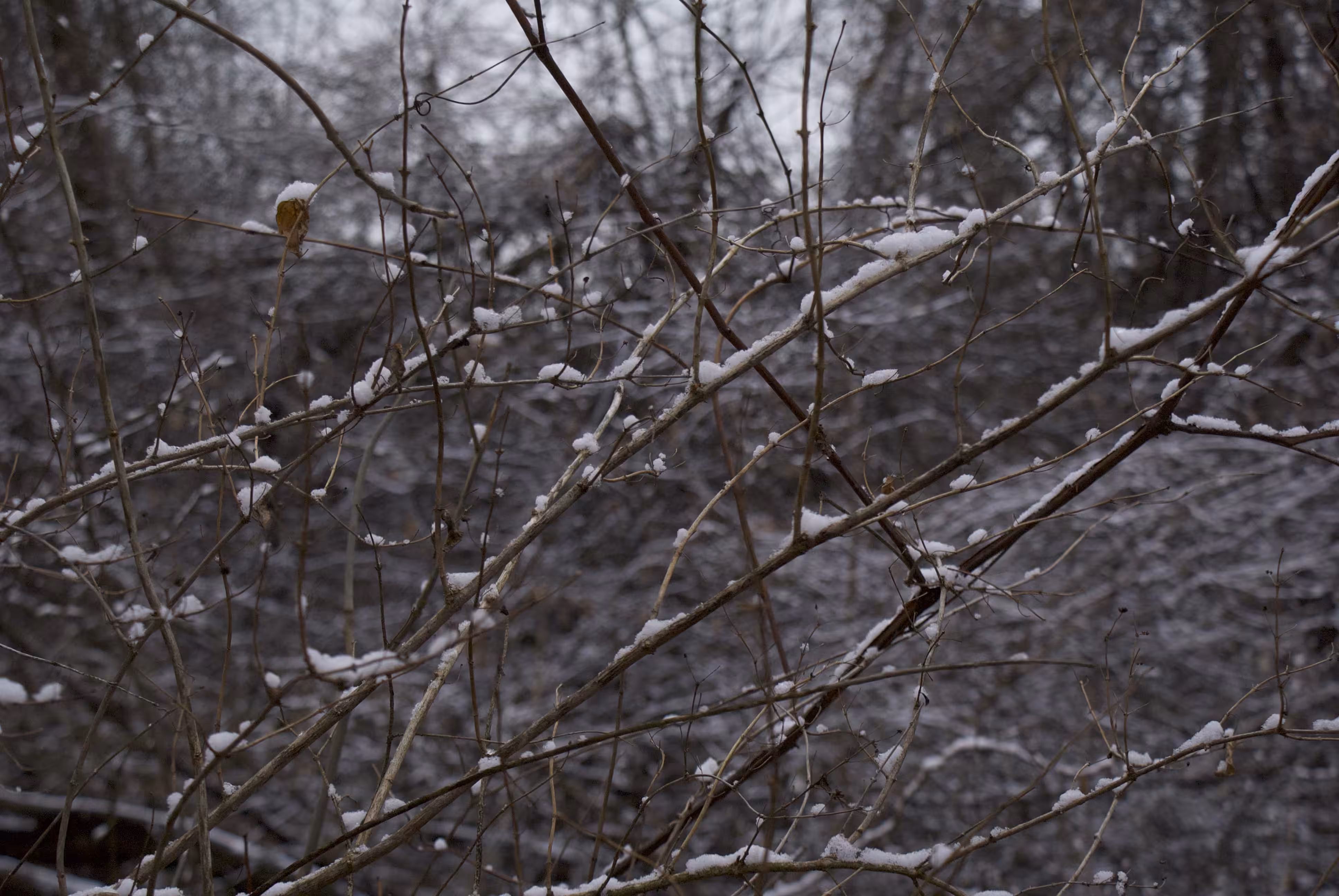snow with branches, 2021