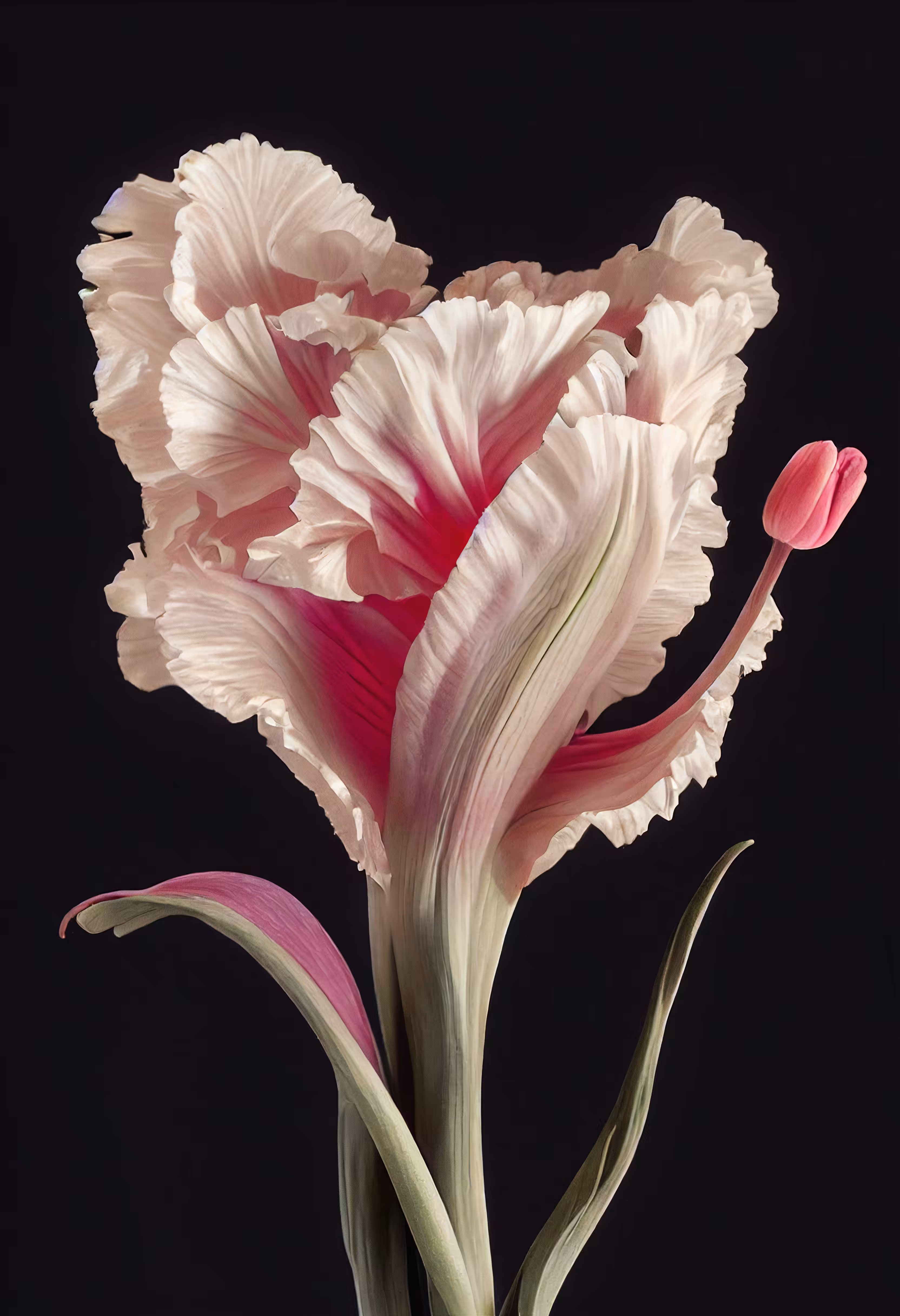 A Flower, Just For You. #172