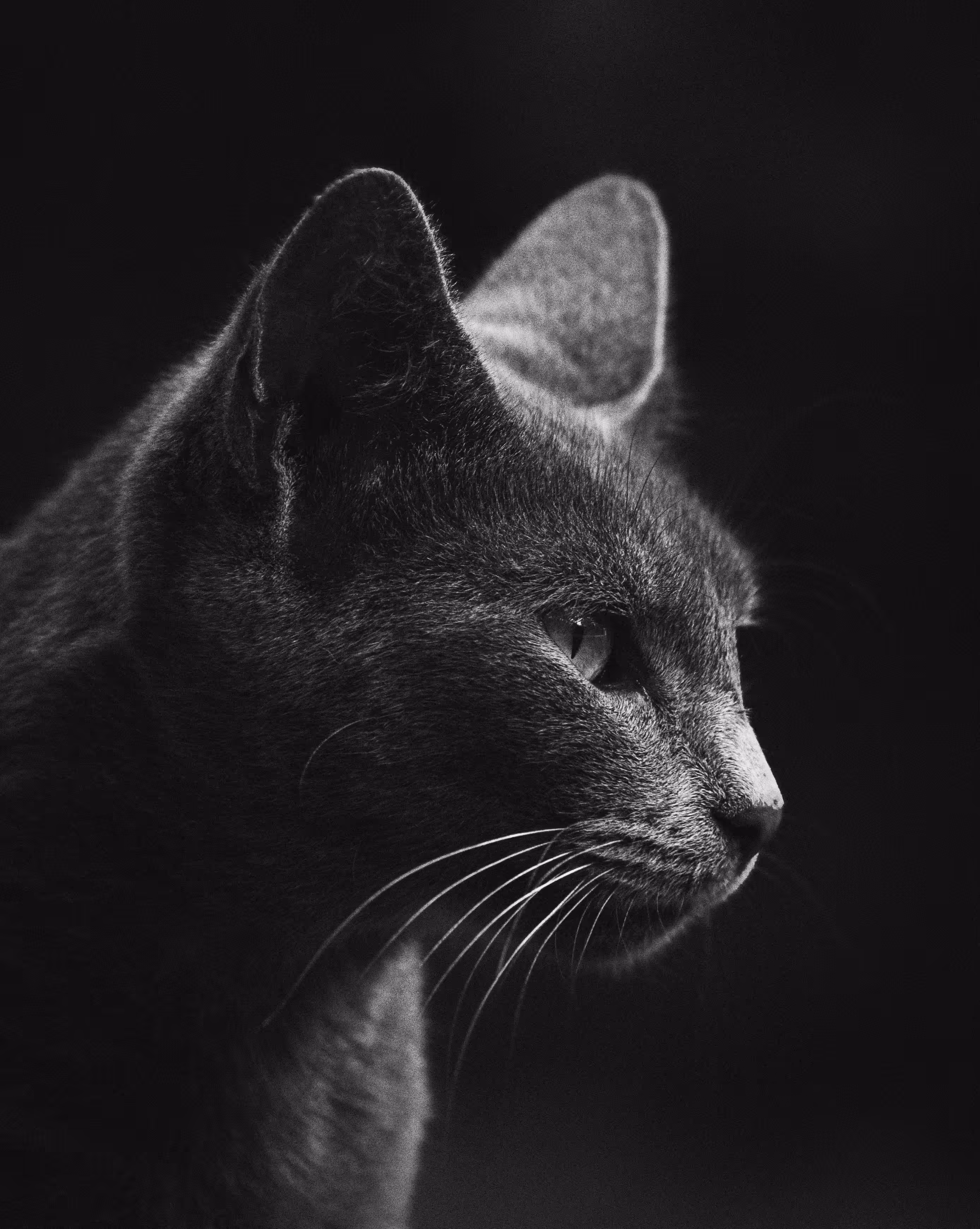 Silent Pursuit