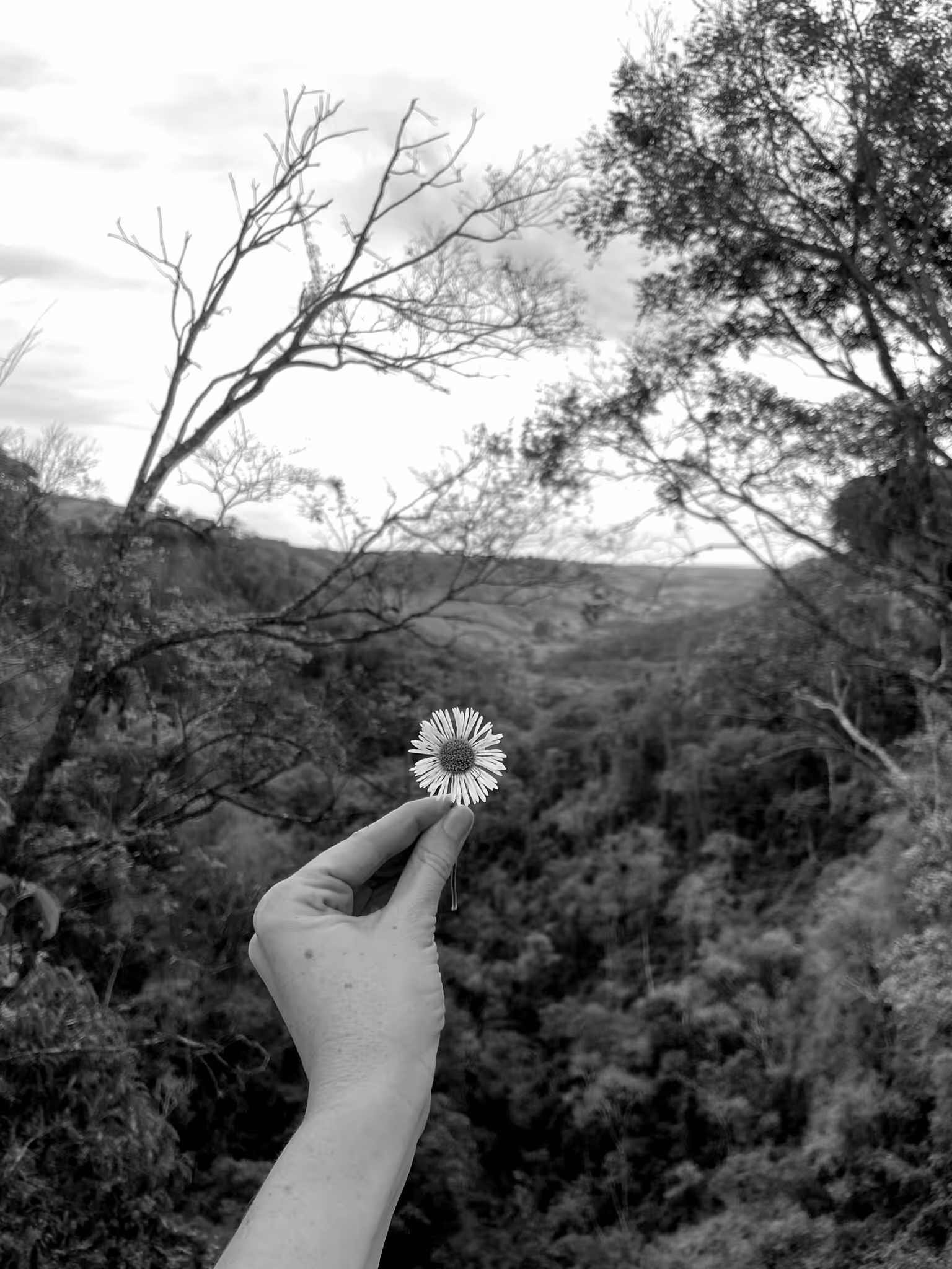 Flor do Cerrado 