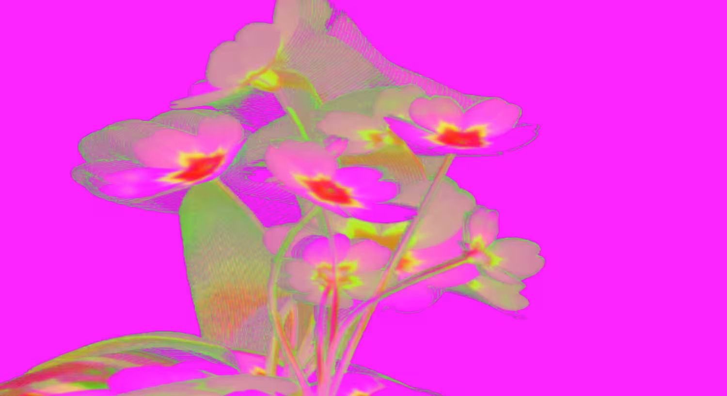 Flower Power ✿