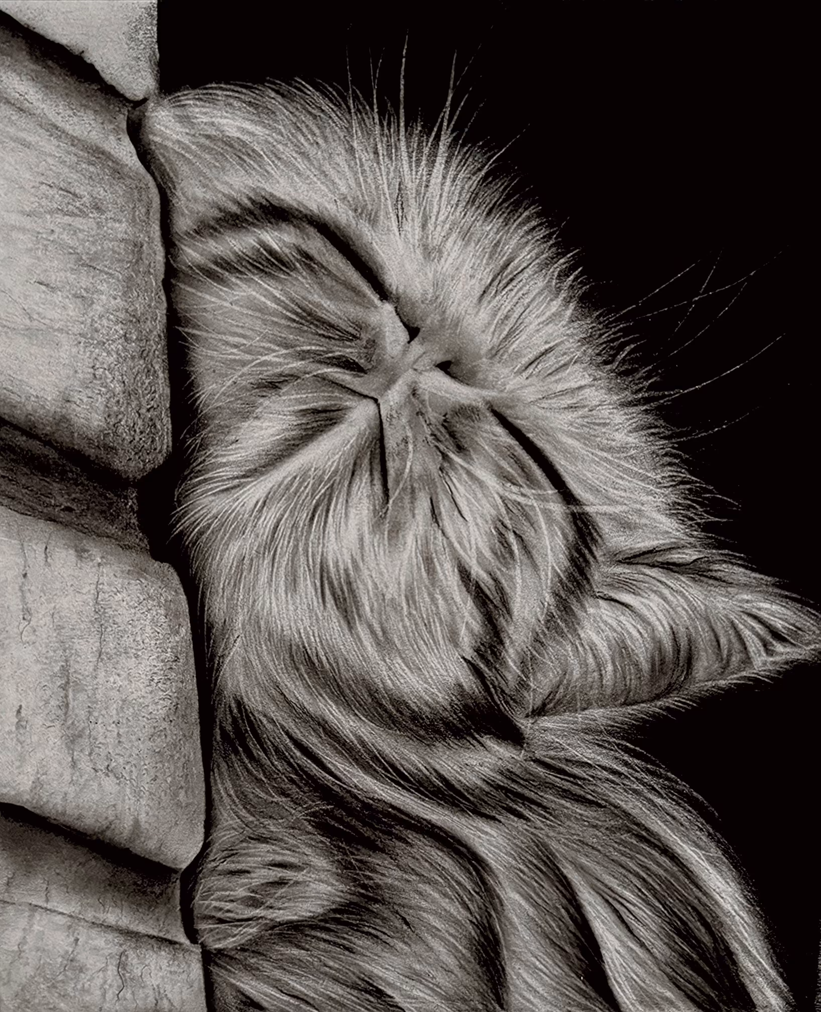 Mochi