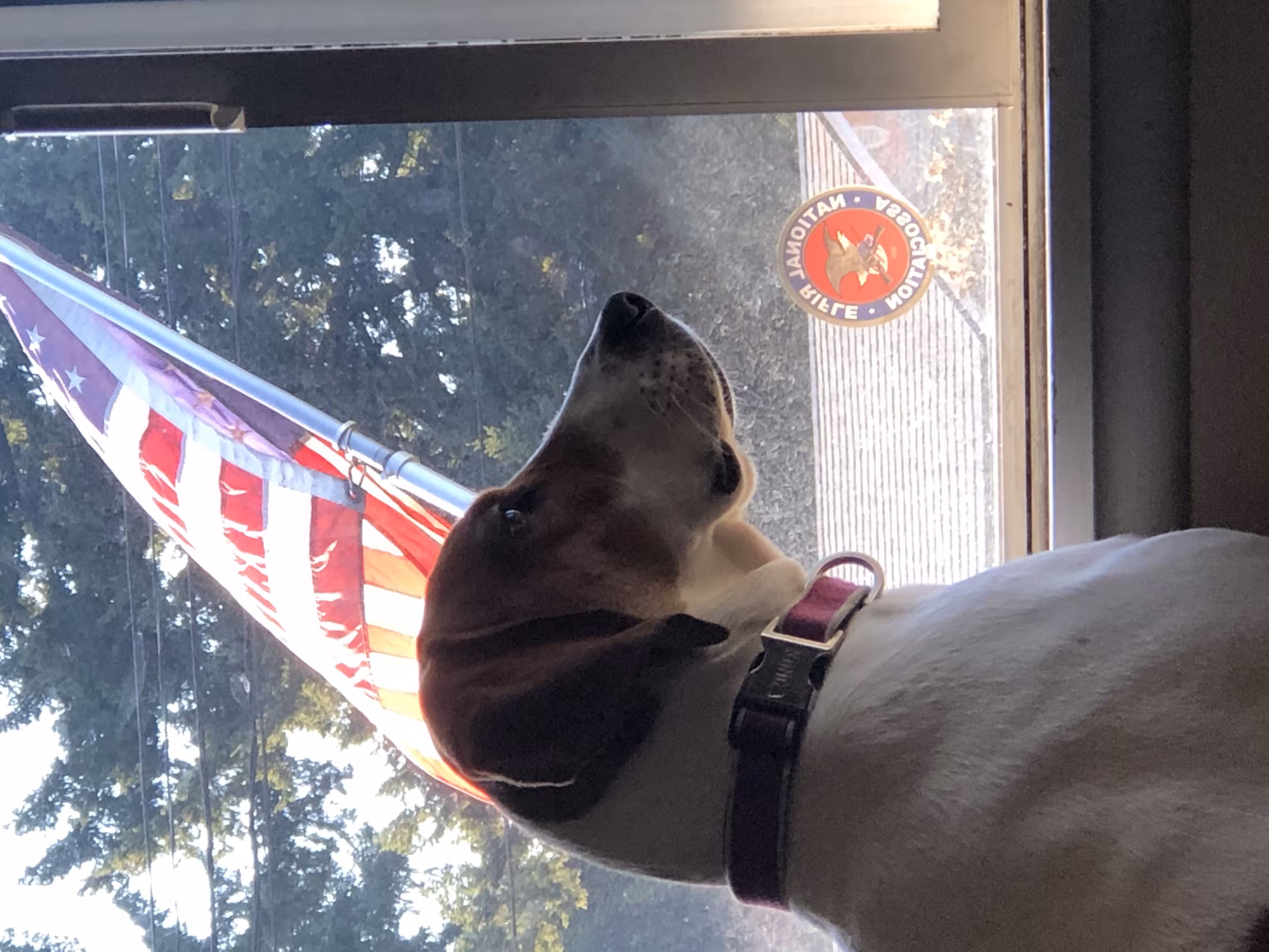 All American Doge