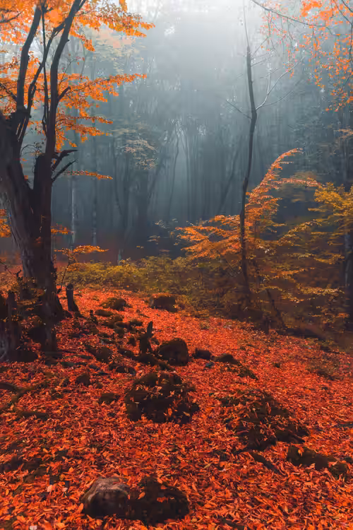 Forbidden #4-Eternal Calmness