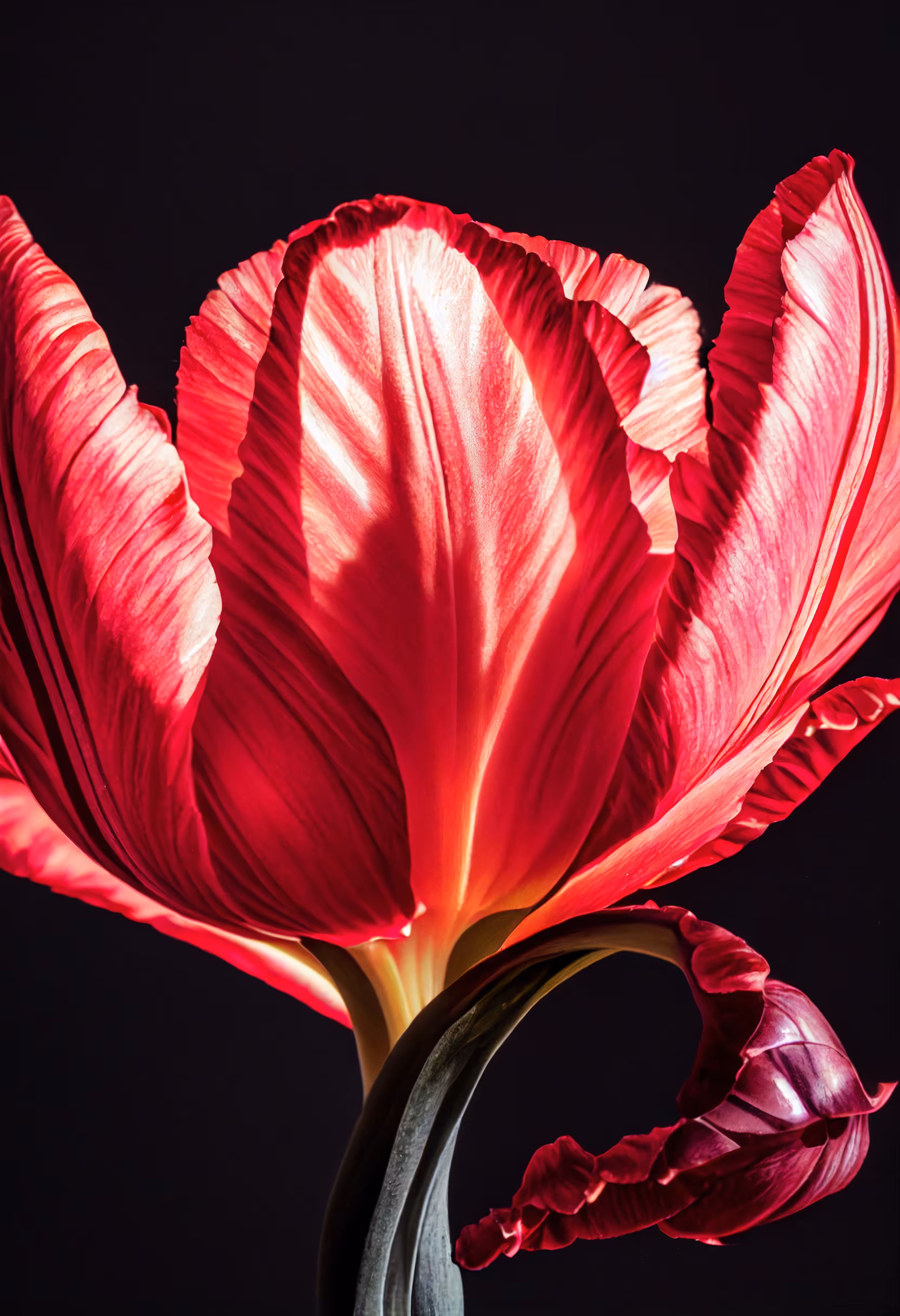 A Flower, Just For You. #168