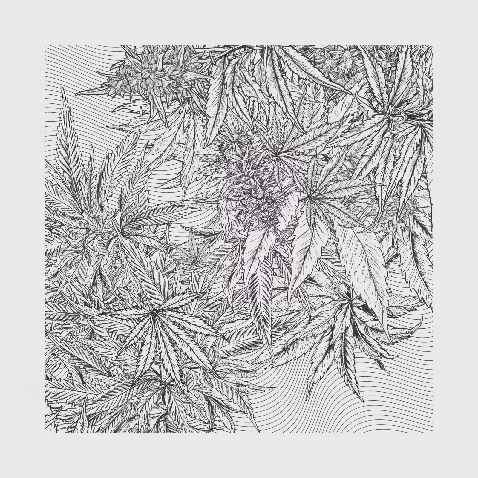 zancannabis #117