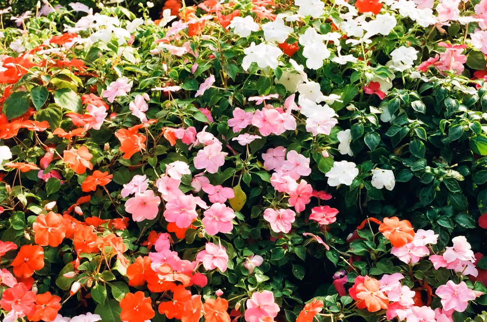 Hanoi Flowers #1