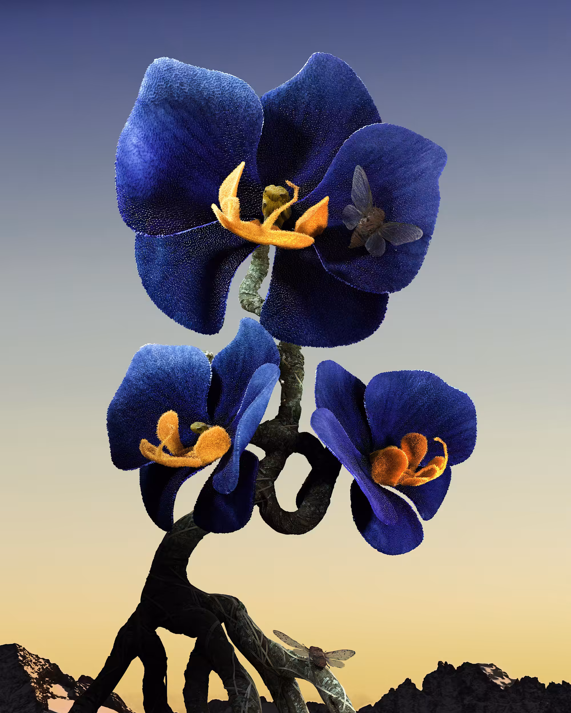 Caeruleus Orchis