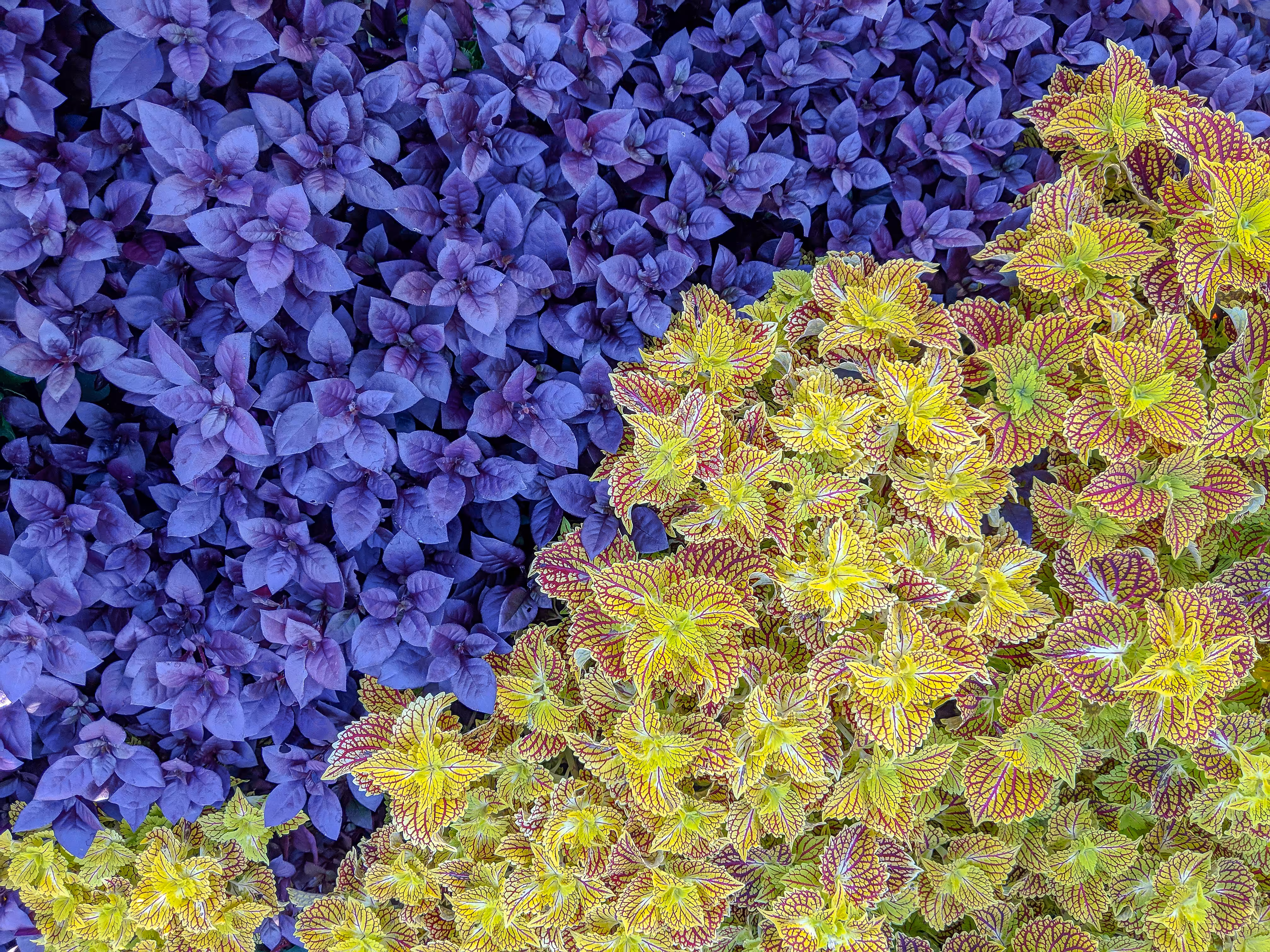 Leafy Diptych 1
