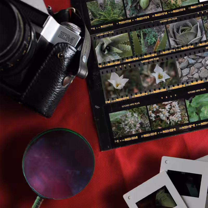 Contact Sheet #19