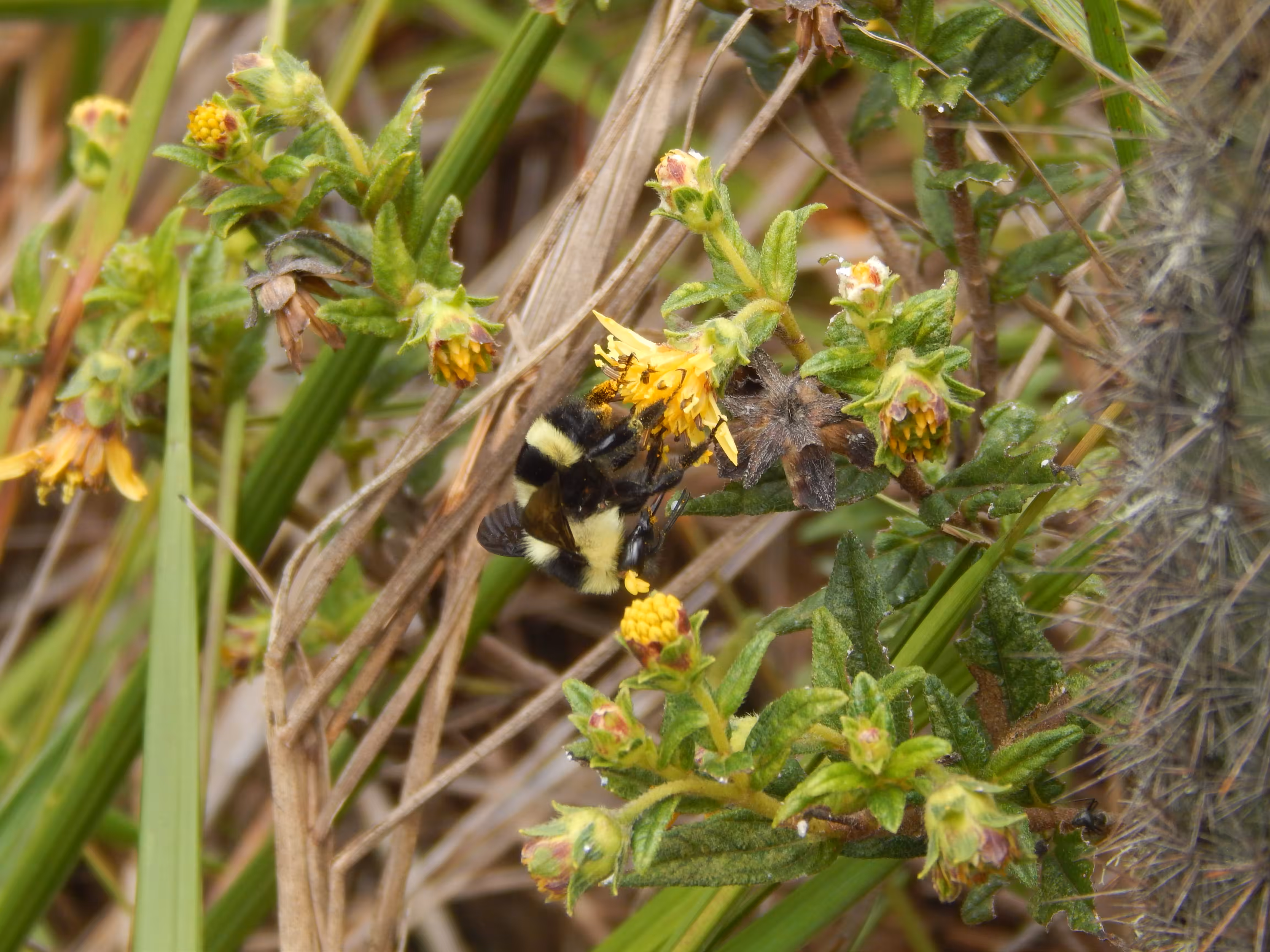 Bee pollination