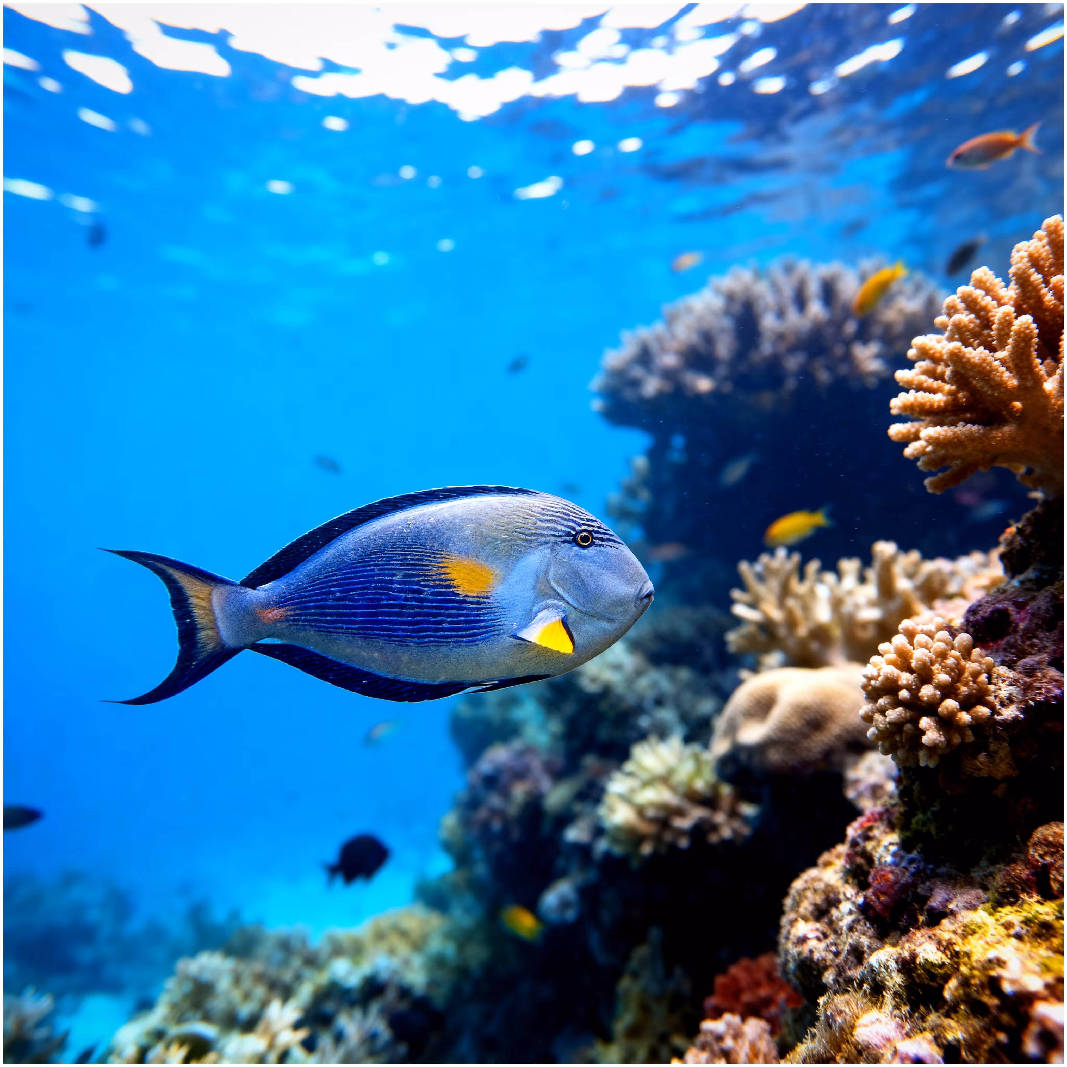Surgeonfish