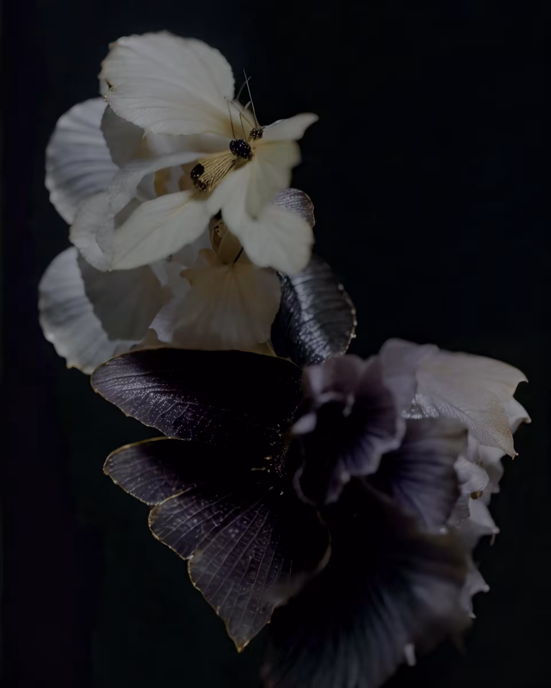 Symbiosis