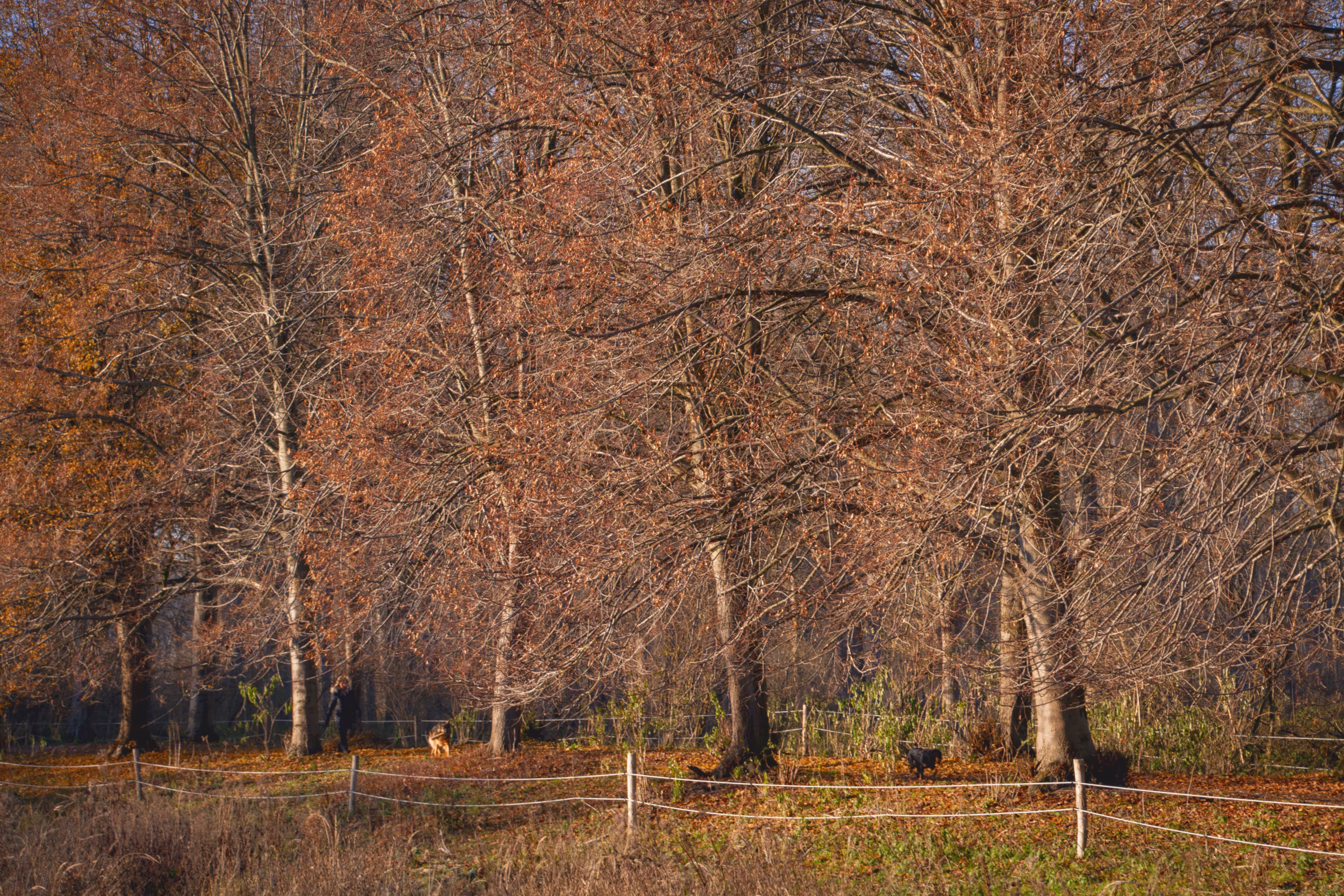 Look what I saw through my lens: Walking with the dogs