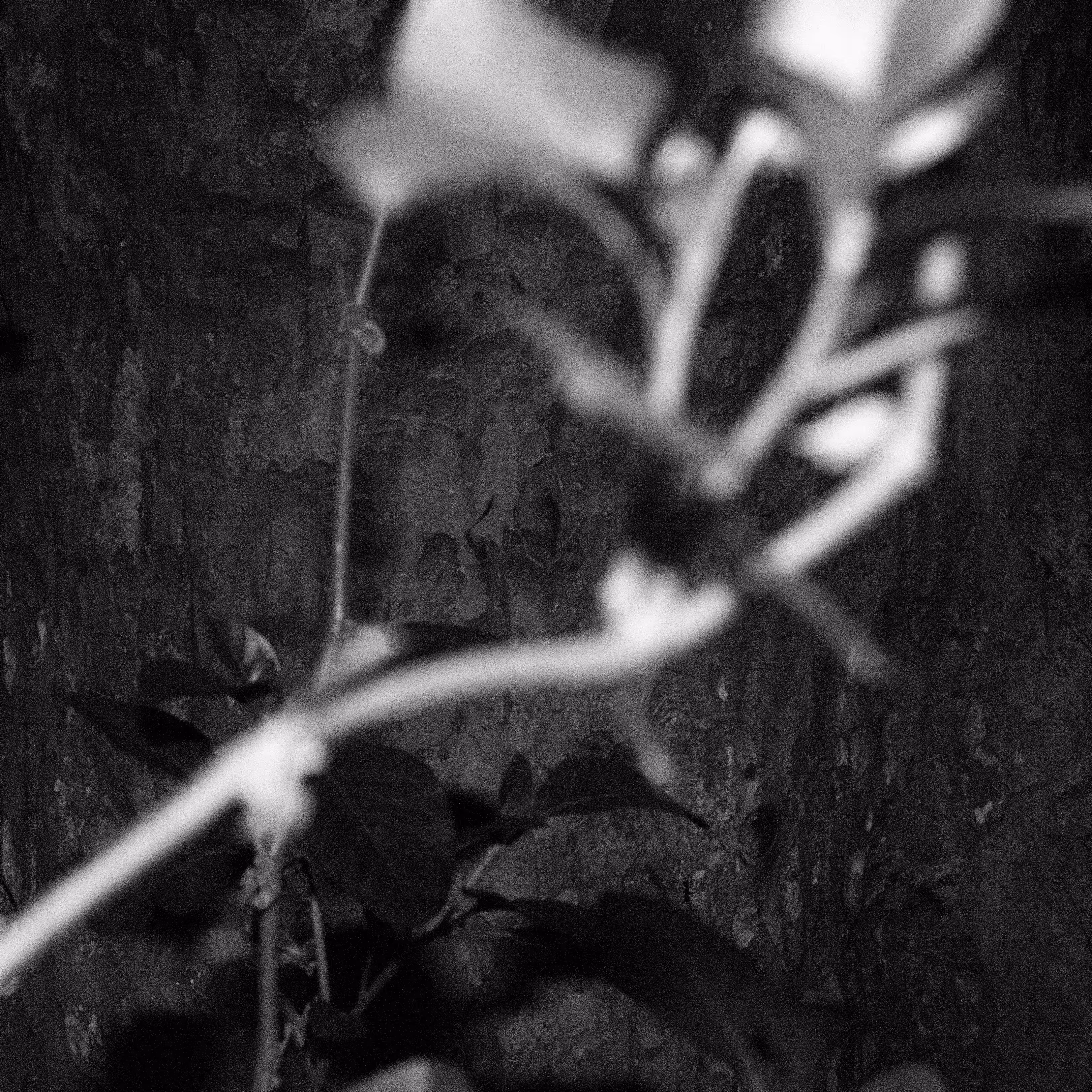 IGNIS FATUUS #12 - BLURRED