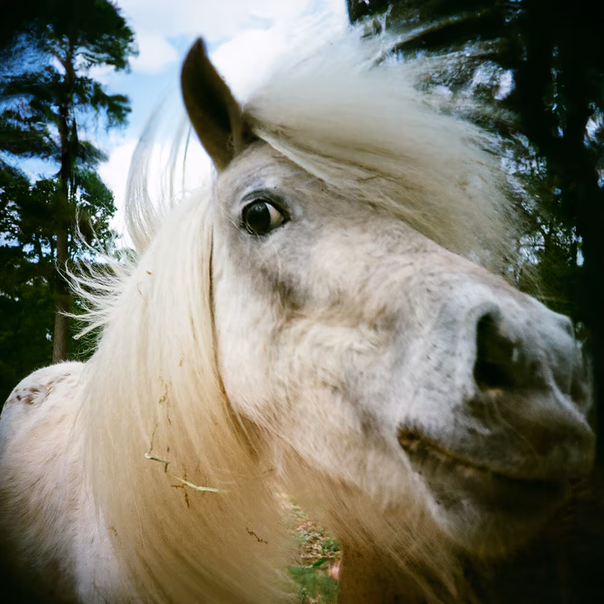 Penny the Pony