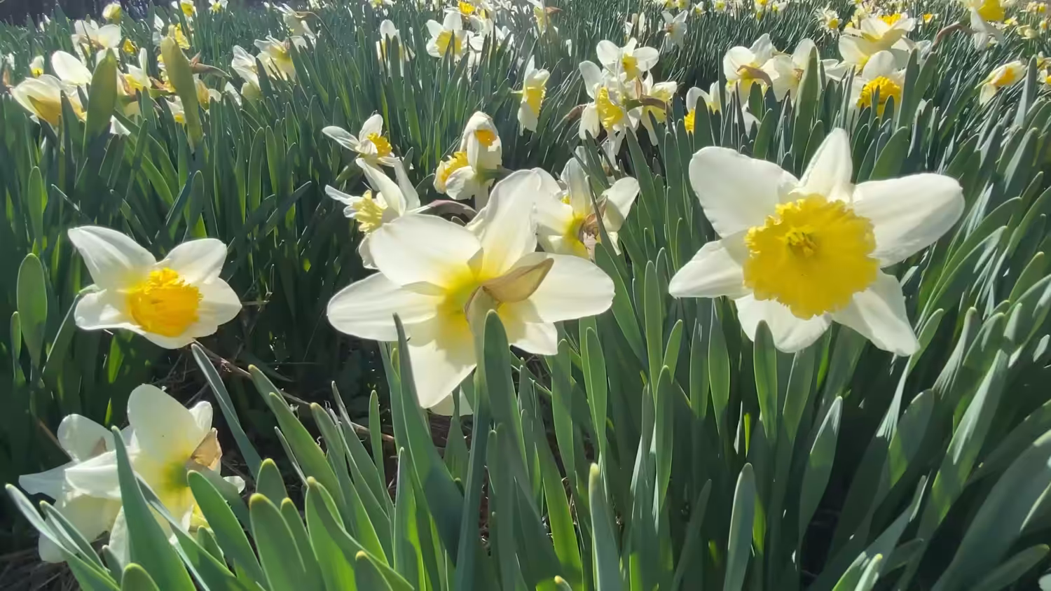Dafodils I