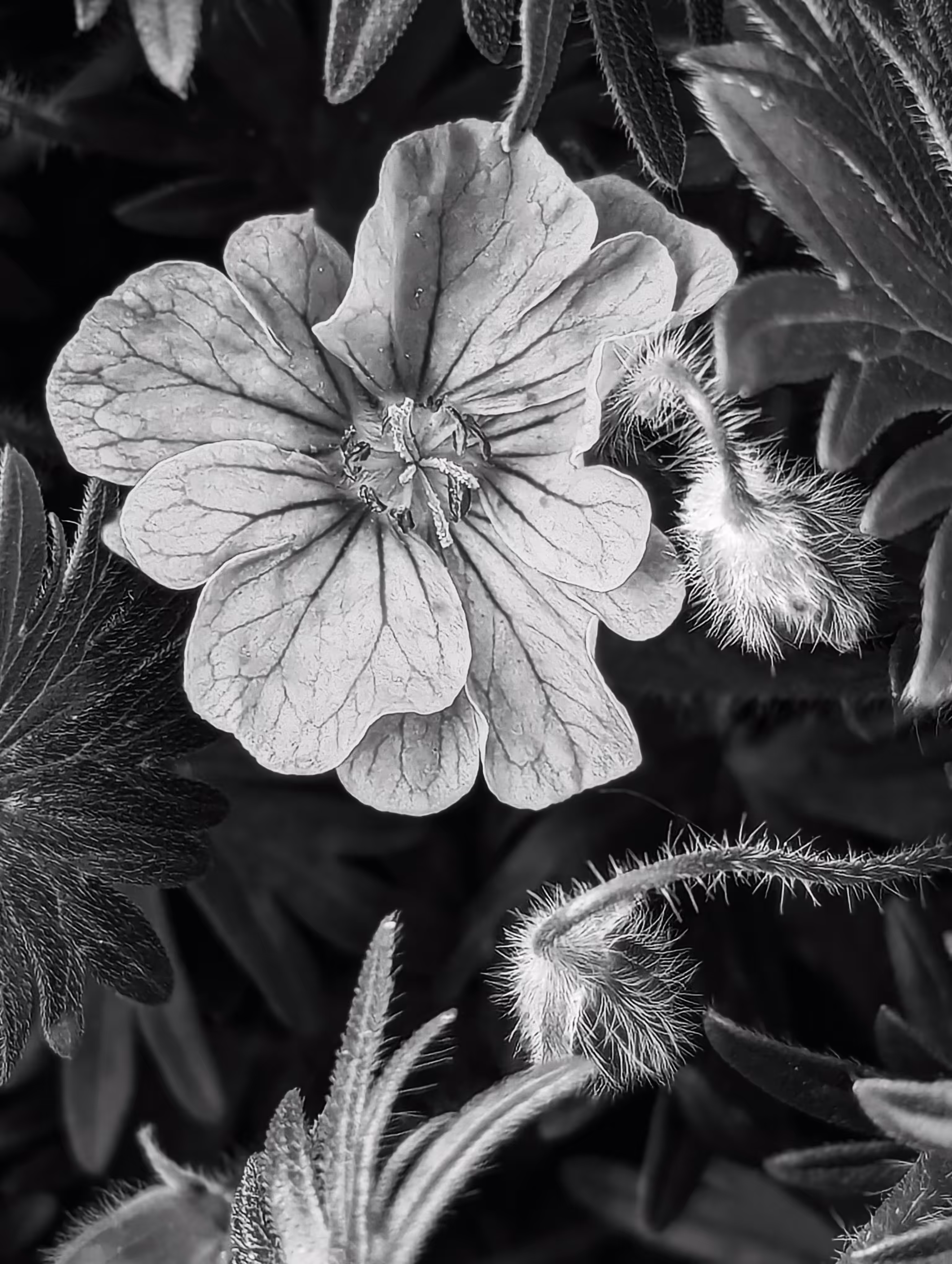 Luke_0x1 Photography : Evening geranium 