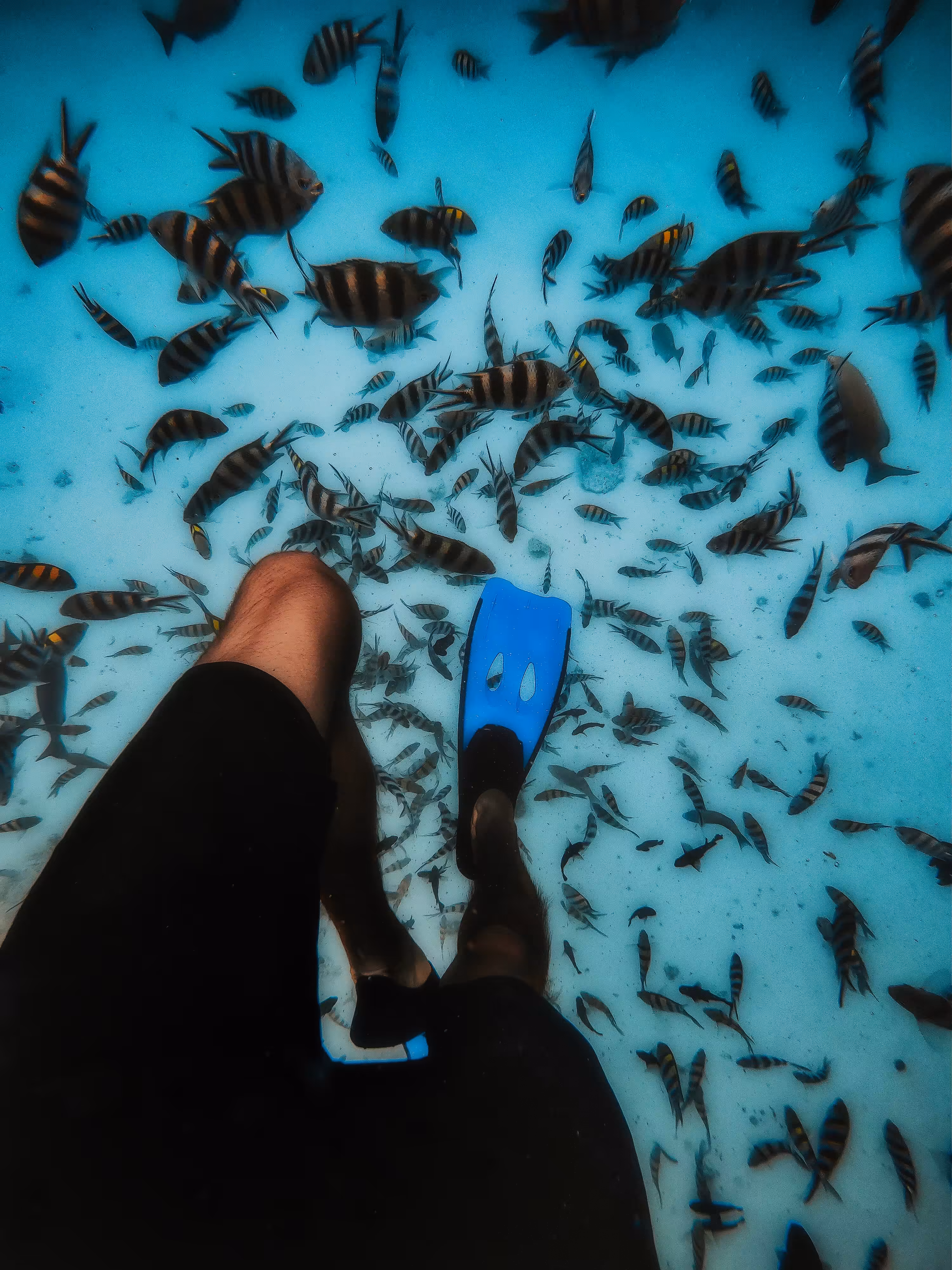 Aquatic Kingdom