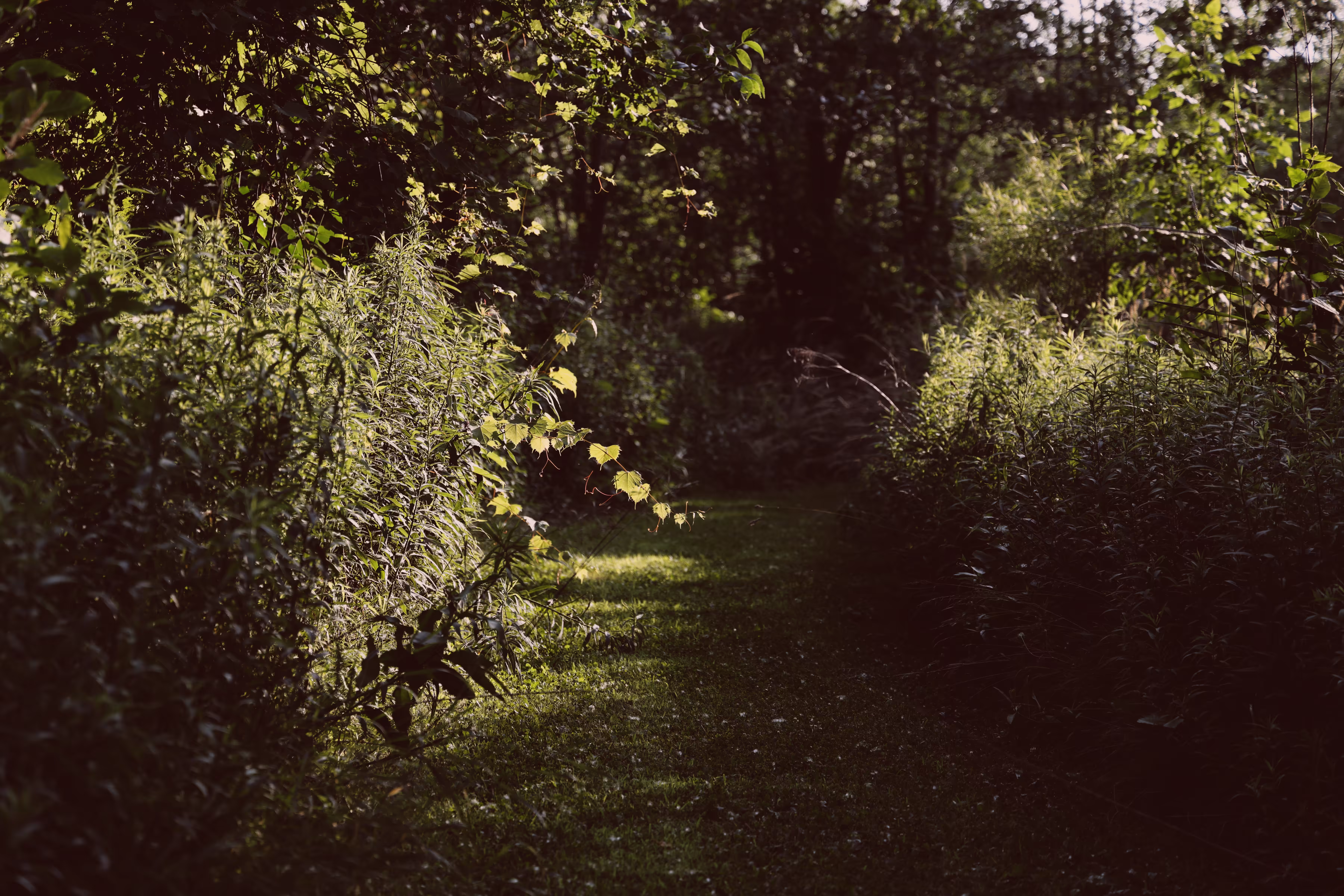 _path