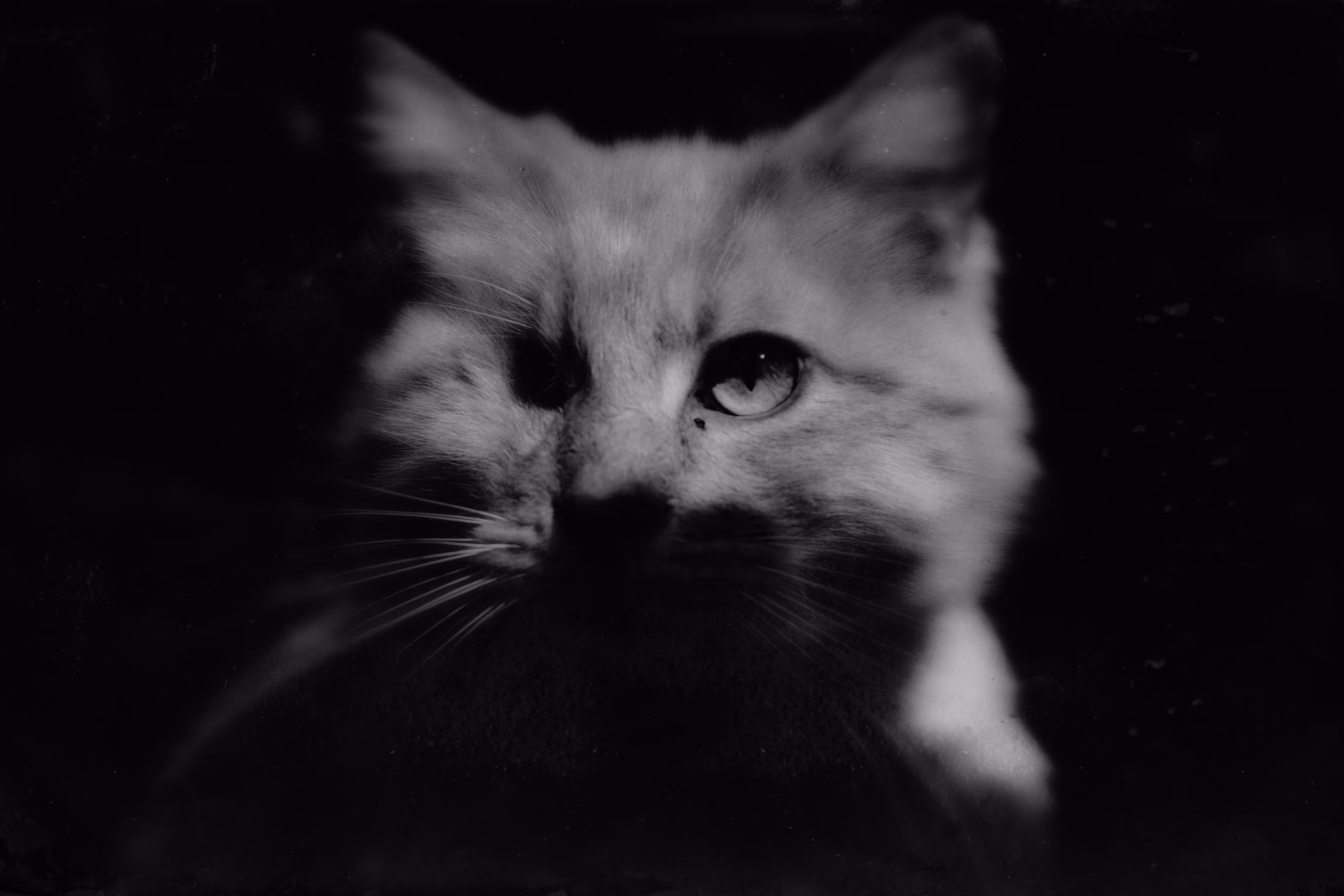 One Eyed Beauty