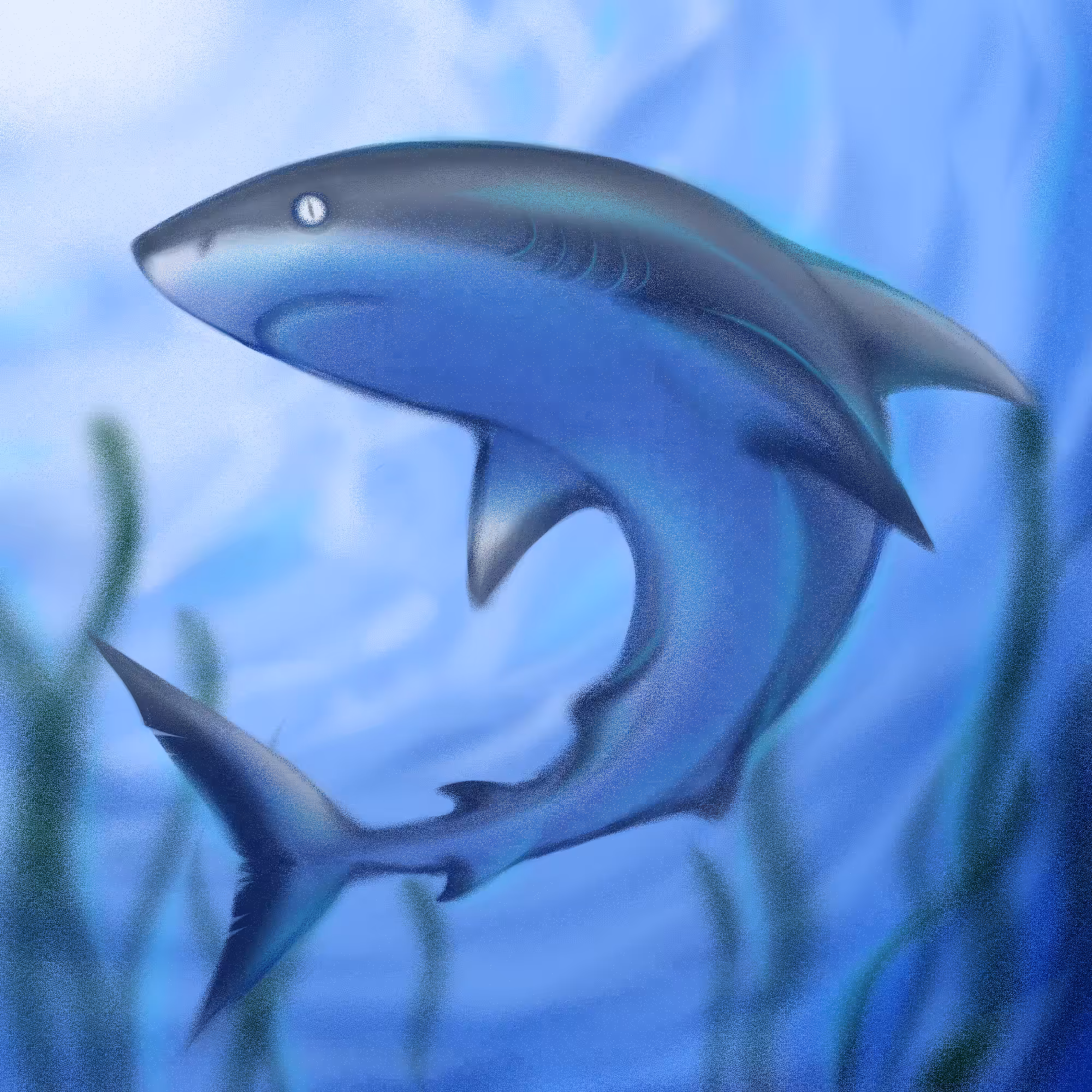 Shark