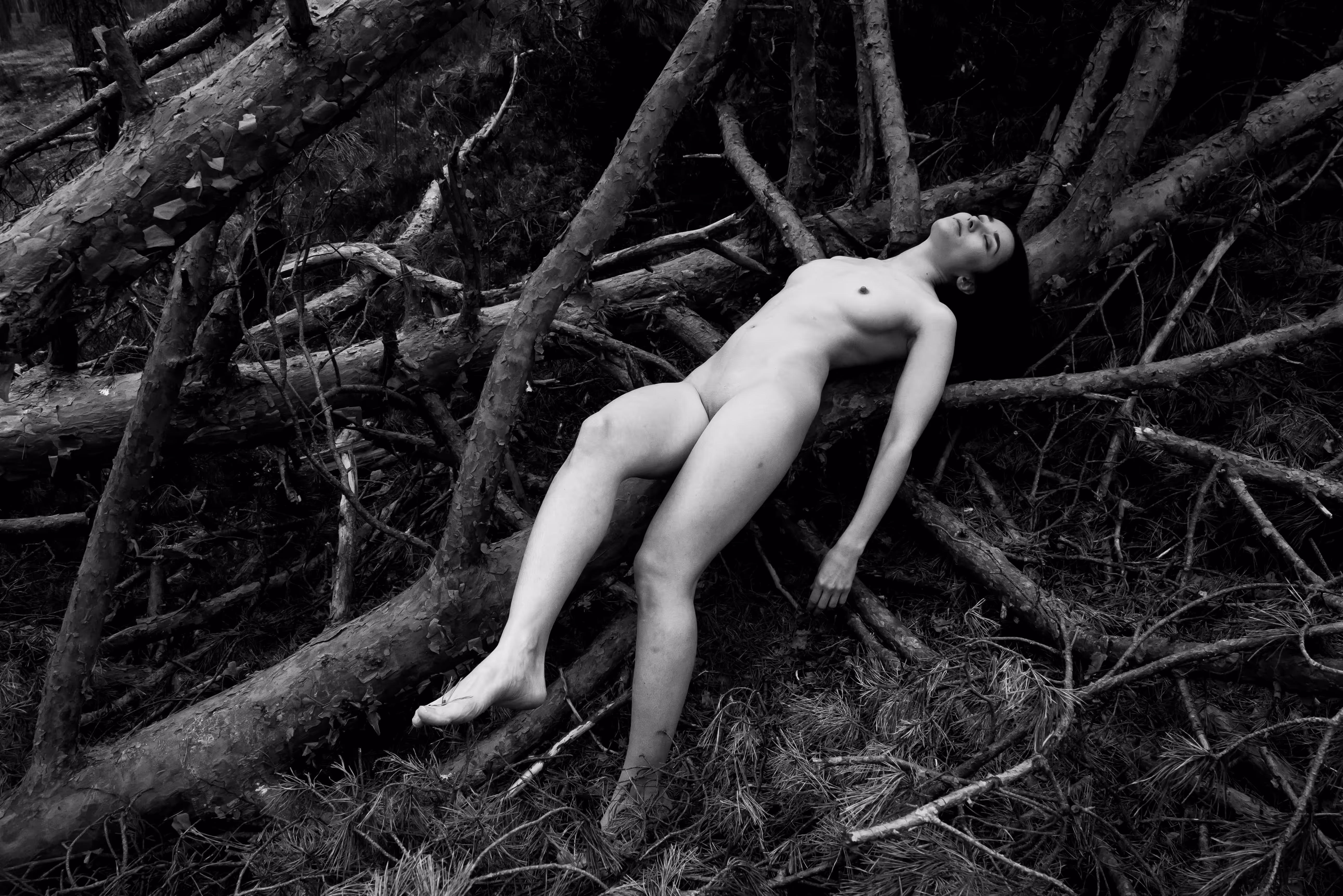 In the forest’s embrace