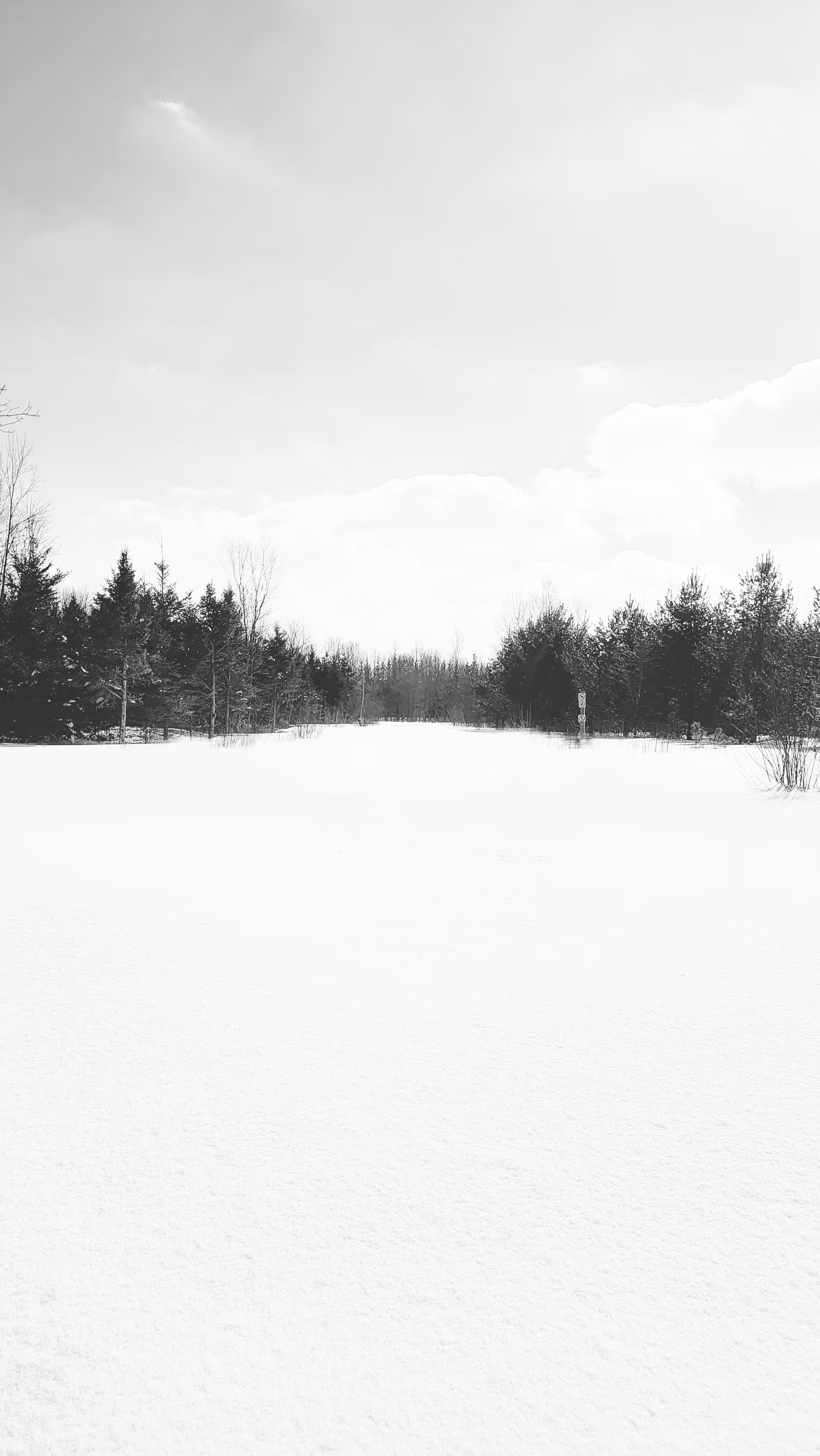 Winter Forest #01