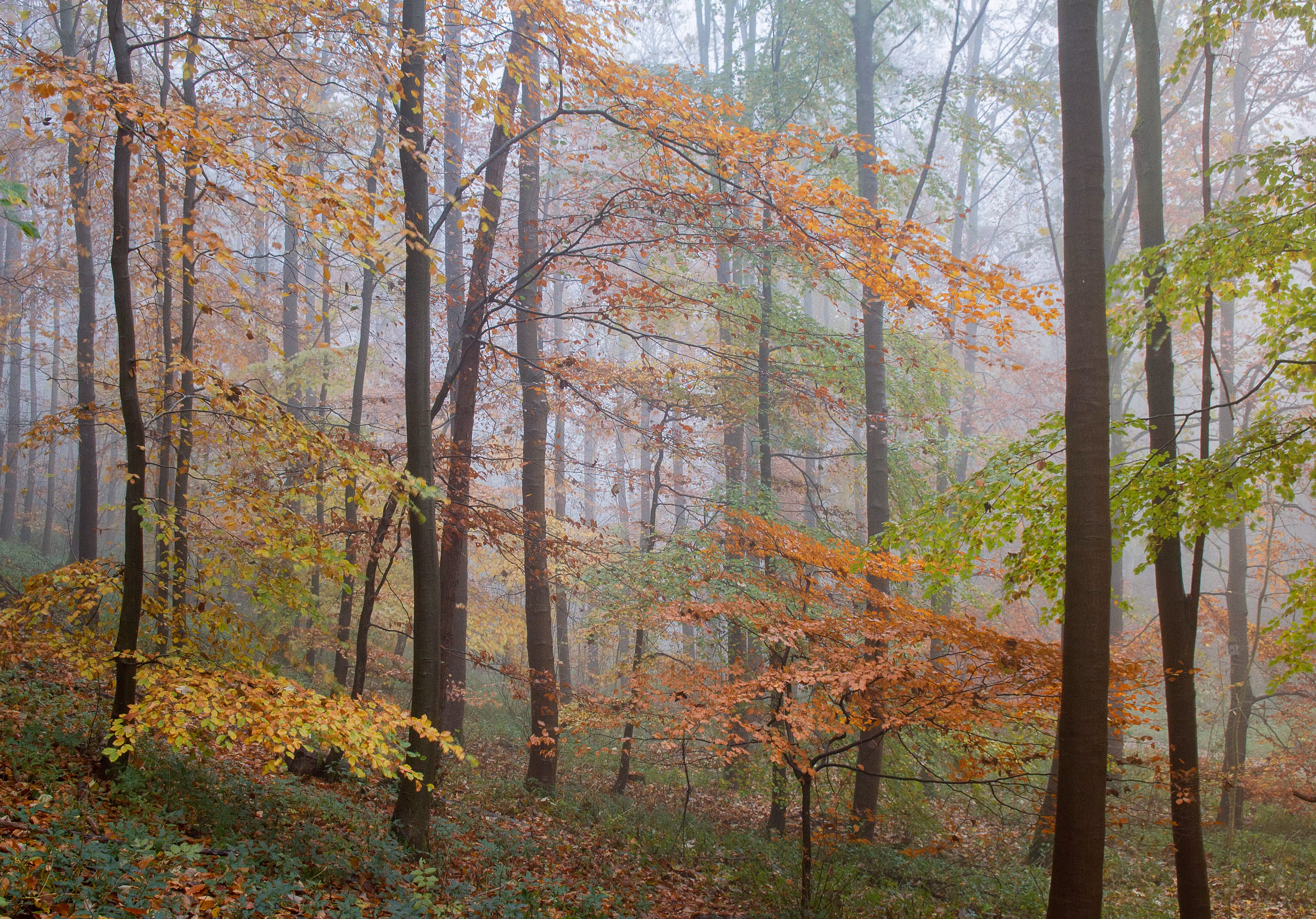 Autumn Glory