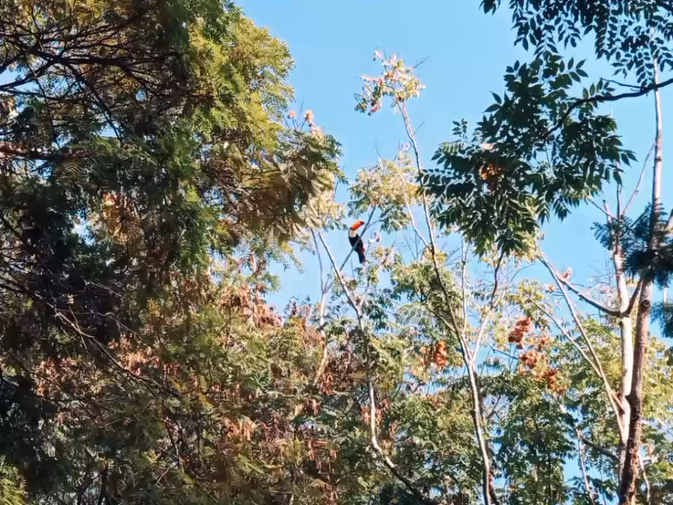 tucano isolado