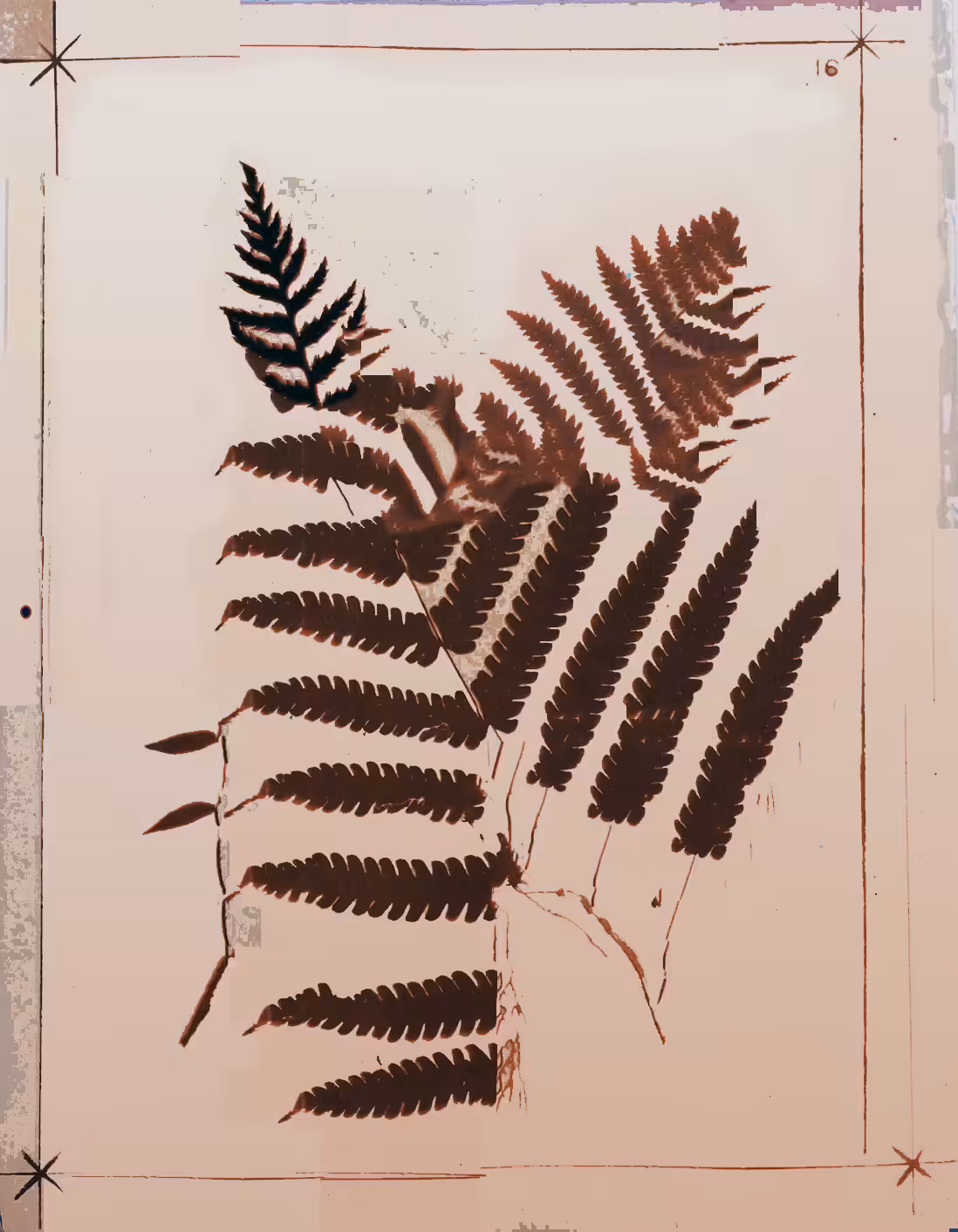 Metafern [l]