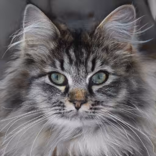 Cleo