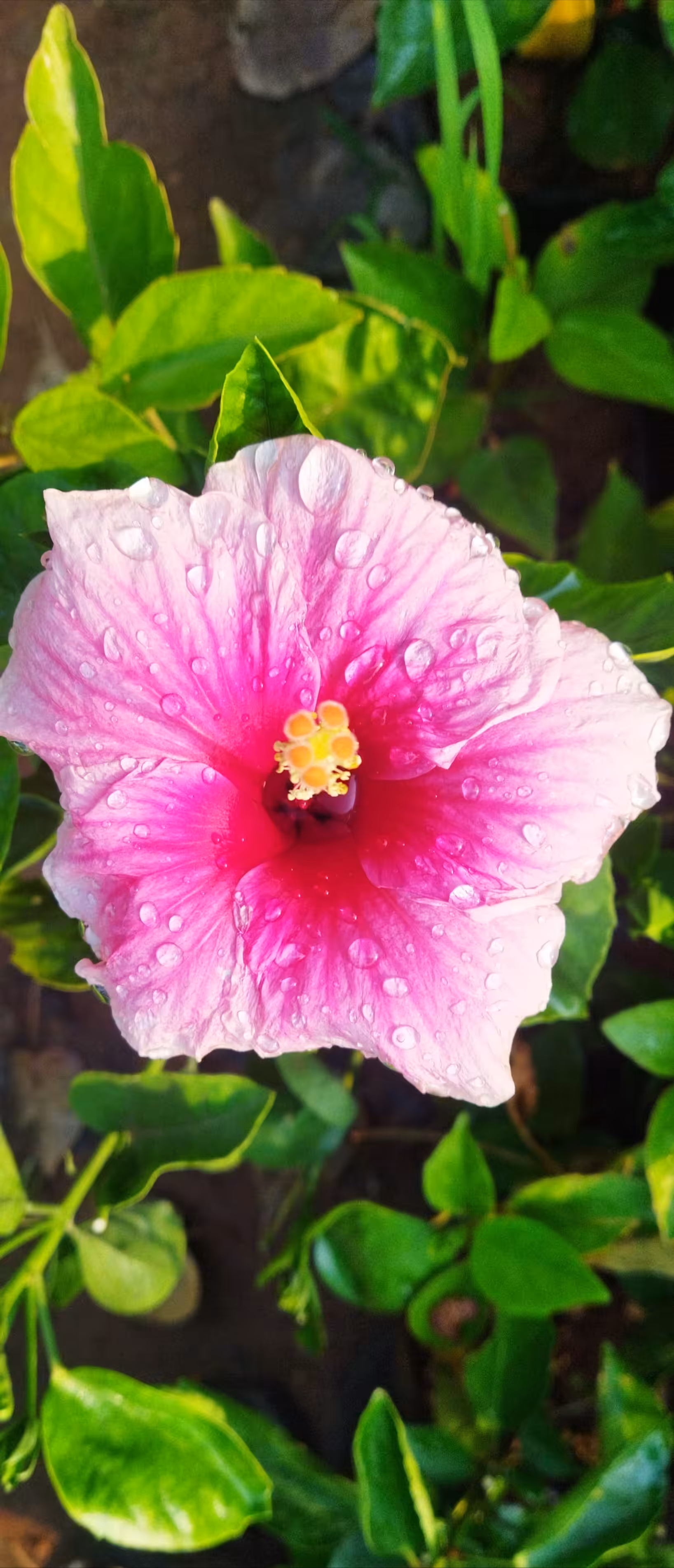 Shoeblack Flower 