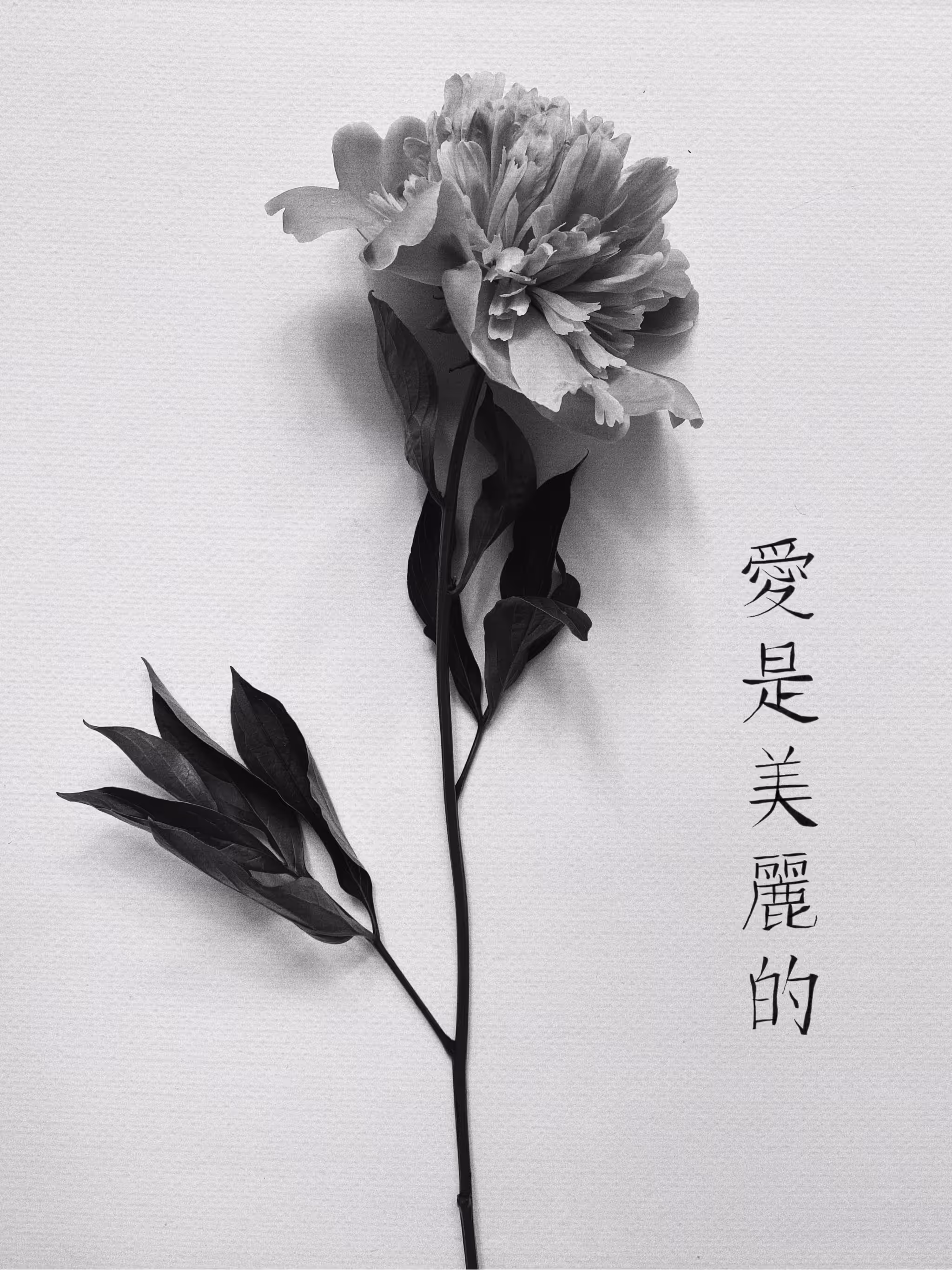 Flower IV