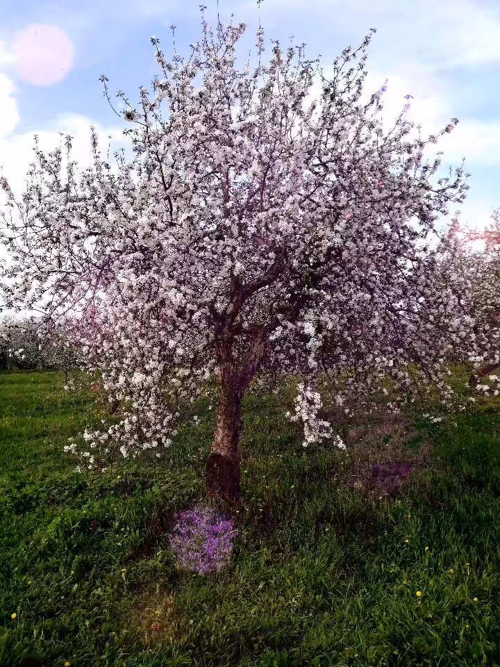 Cherry Blossom Tree.Modern Art # 07