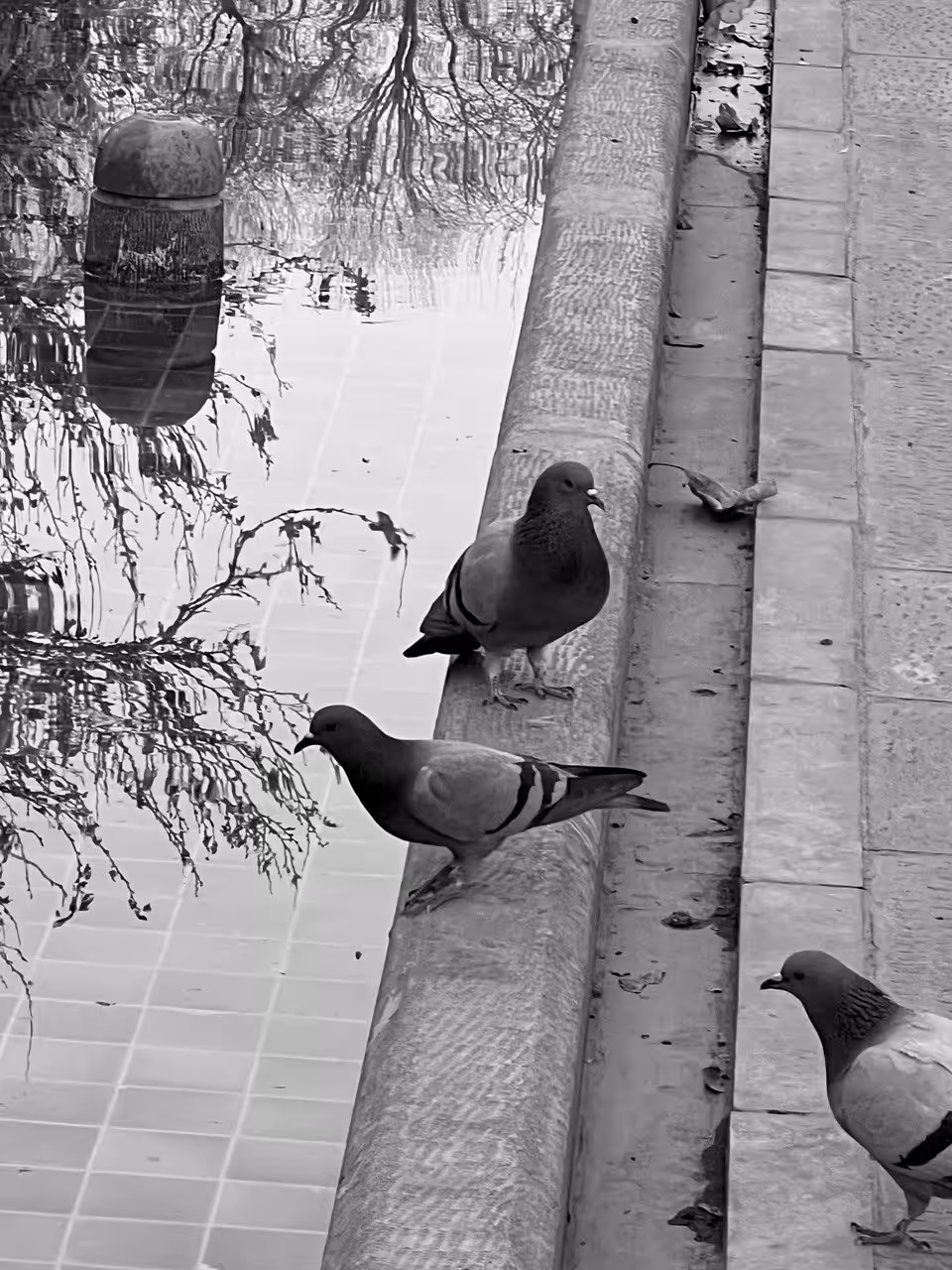 The Happy Valley: Pigeons 