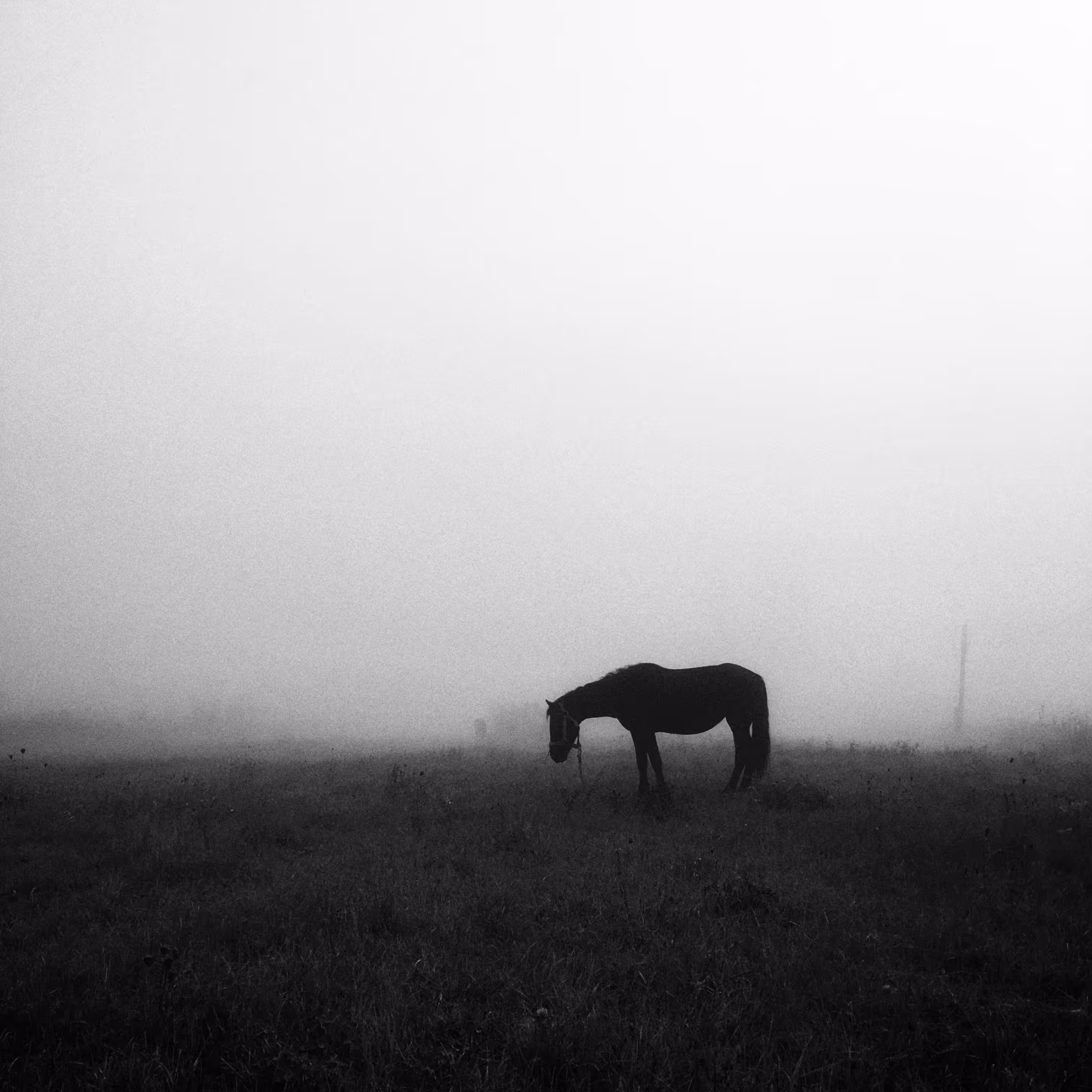 foggy horse