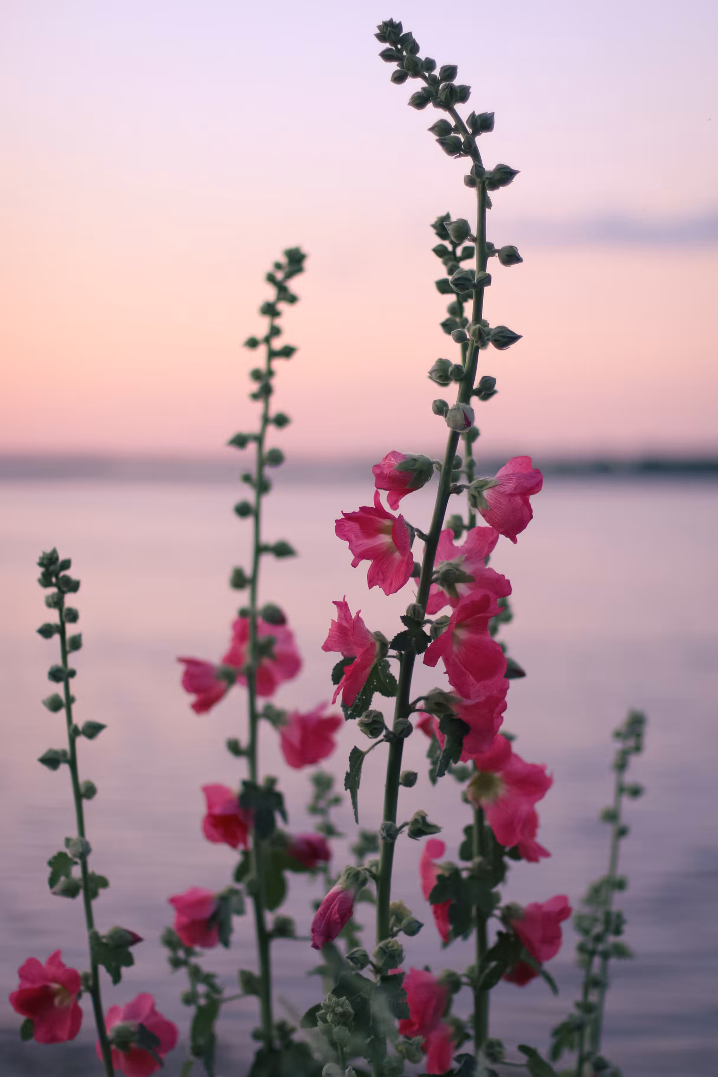 Harmony of Nature: hollyhock 