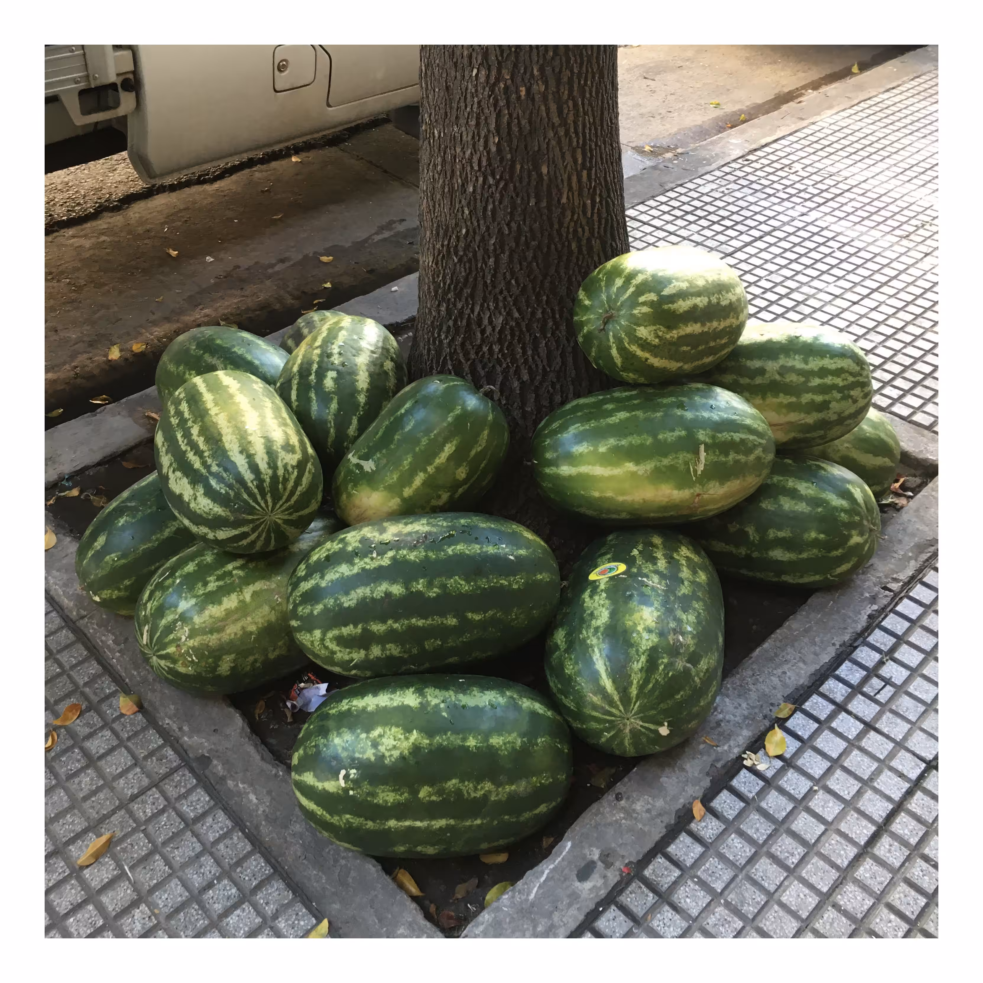 watermelons